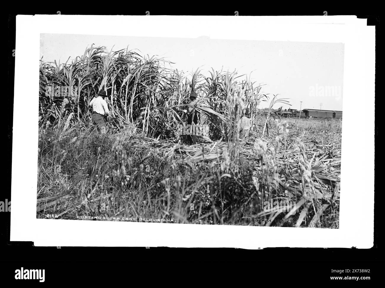 Cutting Sugar cane in Louisiana, Attribution to Jackson based on Catalogue of the W.H. Jackson Views (1898)., locale based on negative D4-73047., '7432' on negative., Detroit Publishing Co. No 08132., Gift; State Historical Society of Colorado; 1949, African Americans, Employment. , Piantagioni di zucchero. , Raccolta. , Stati Uniti, Louisiana, Baton Rouge. Foto Stock