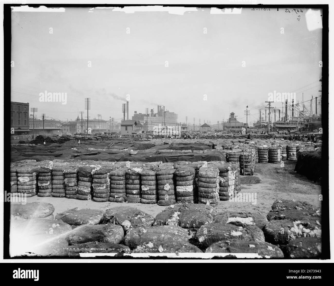 Cotton on the Levee, New Orleans, La., '669 G' on negative., Detroit Publishing Co. N. 016343., Gift; State Historical Society of Colorado; 1949, Cotton. , Argini. , Stati Uniti, Louisiana, New Orleans. Foto Stock