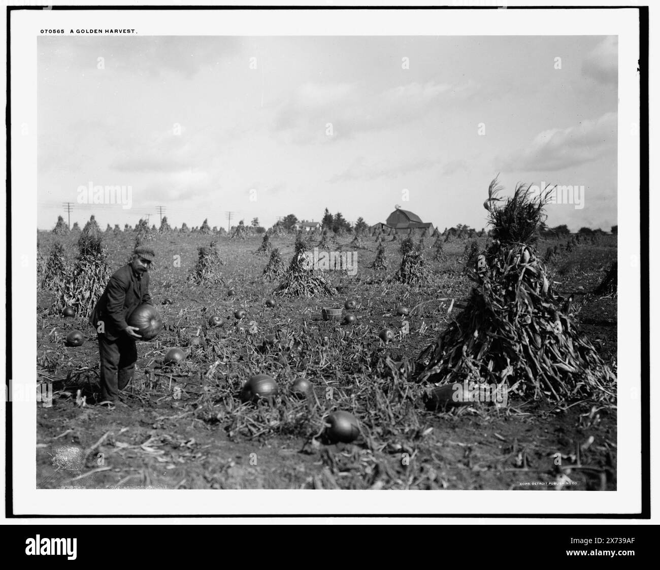 A Golden Harvest, 'Hanks 294' su negative., Detroit Publishing Co. No 070565., Gift; State Historical Society of Colorado; 1949, Corn. , Zucche. , Raccolta. Foto Stock