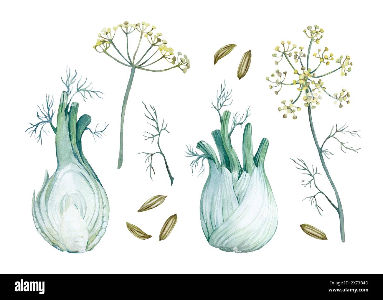 Radici di finocchio, fiori e semi isolati su sfondo bianco. Una serie di illustrazioni ad acquerello. Foto Stock