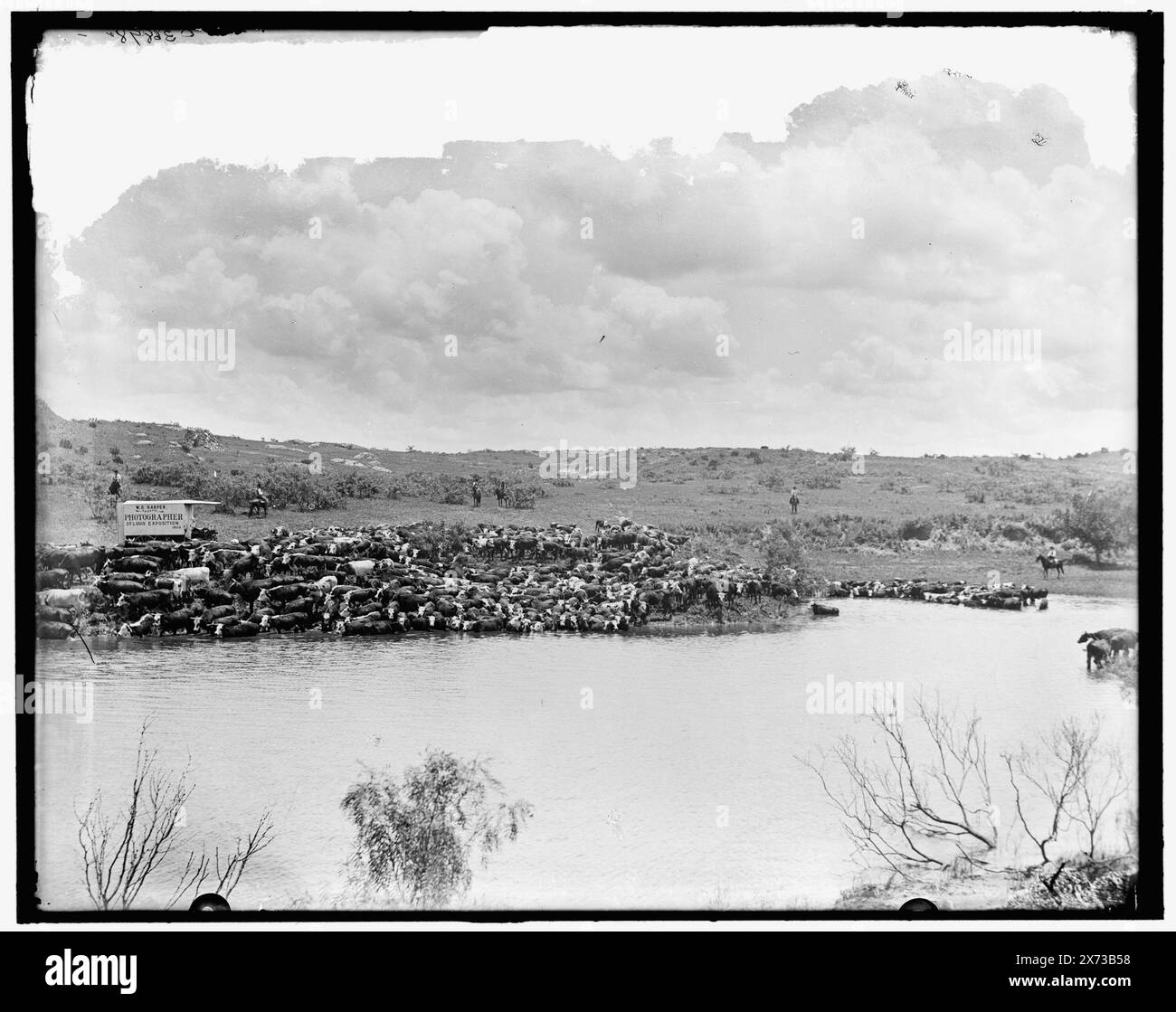 Mandria di mandrie di bestiame, titolo da giacca., 'W.D. Harper, fotografo speciale, St. Louis Exposition, 1903' sul carro a sinistra; forse fotografato da Harper., Detroit Publishing Co. n.. 036898., Gift; State Historical Society of Colorado; 1949, allevamento di bestiame. , Fiumi. , Apparecchi fotografici e forniture. Foto Stock