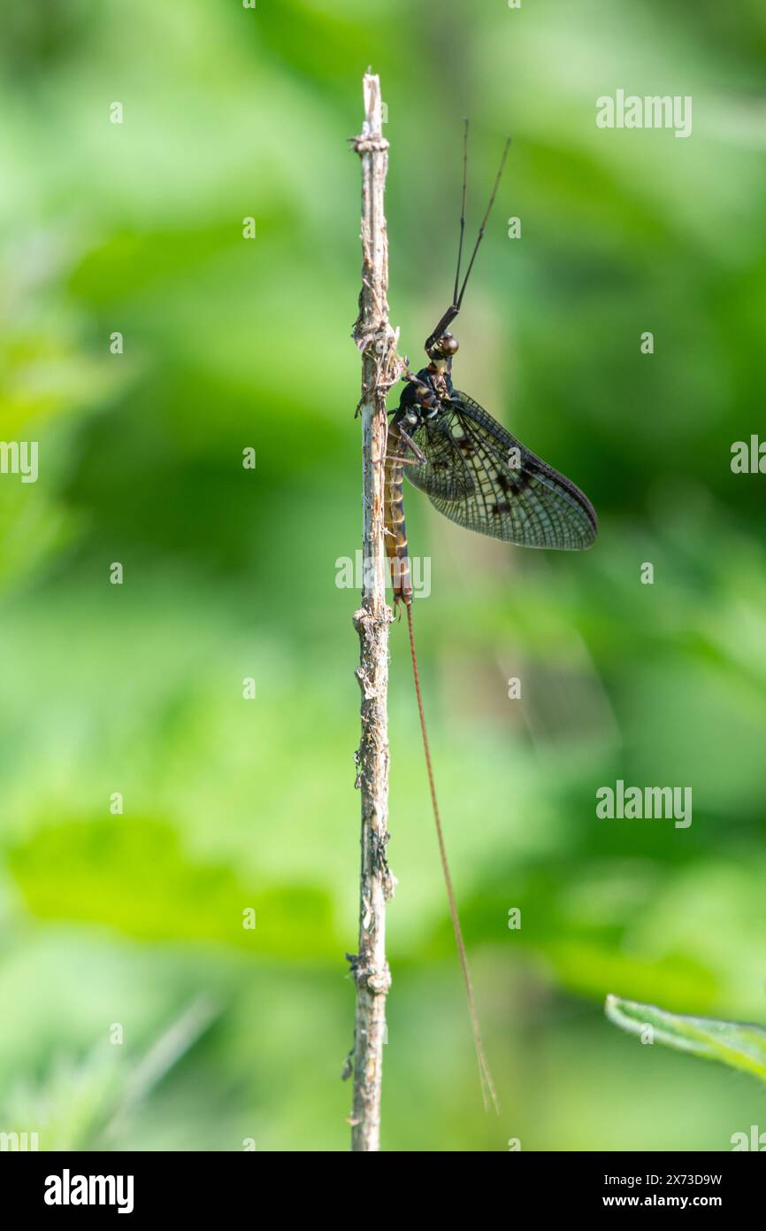 Insetto Mayfly, Ephemera species, Inghilterra, Regno Unito Foto Stock