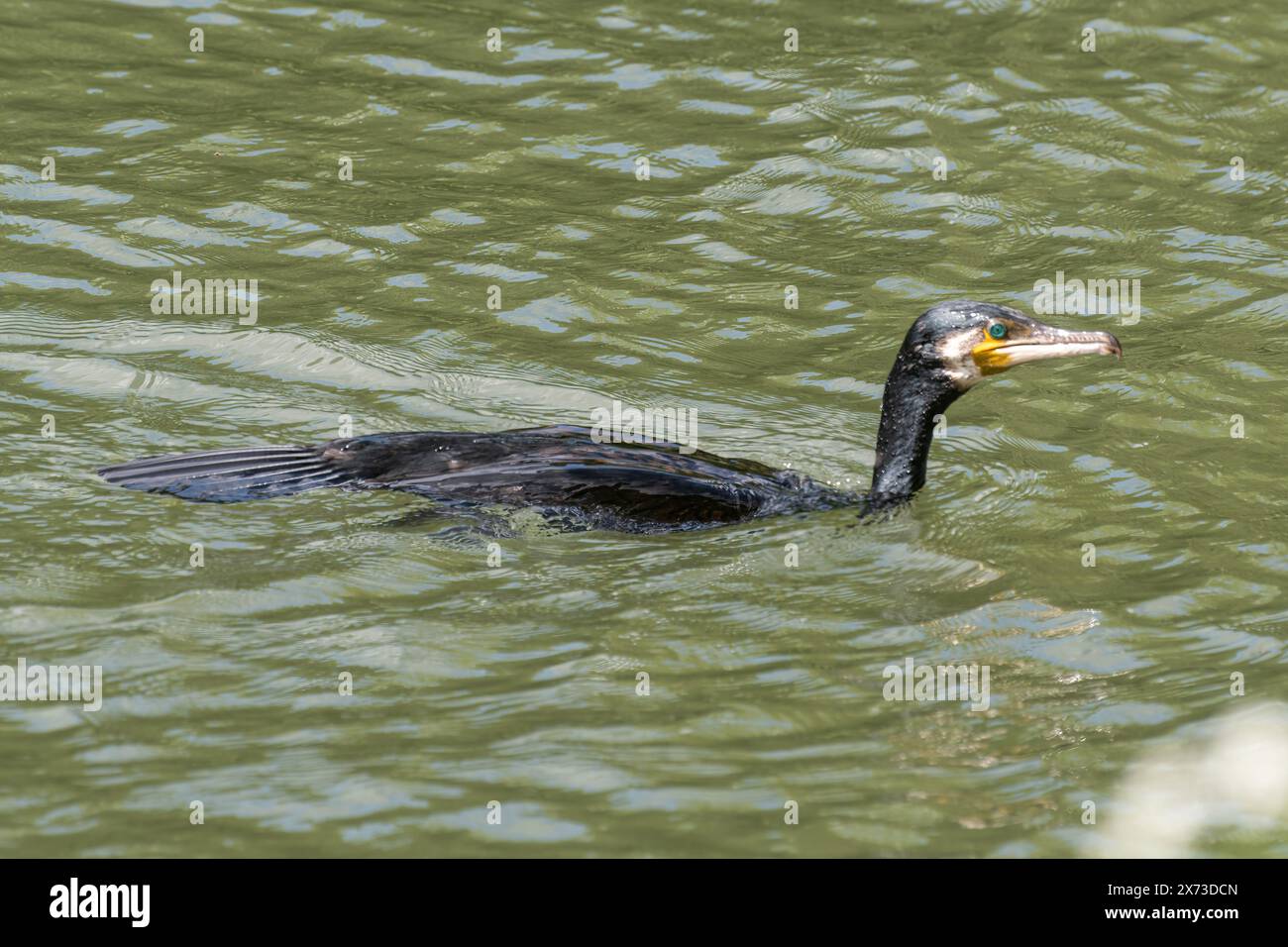 Cormorano (Phalacrocorax Carbo) che nuota sul Tamigi, Inghilterra, Regno Unito Foto Stock