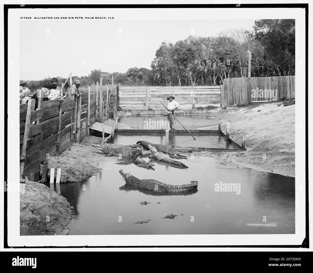 L'alligatore Joe e i suoi animali domestici, Palm Beach, Flag., Detroit Publishing Co. N. 017630., Gift; State Historical Society of Colorado; 1949, Alligators. , Commercio turistico. , Stati Uniti, Florida, Palm Beach. Foto Stock