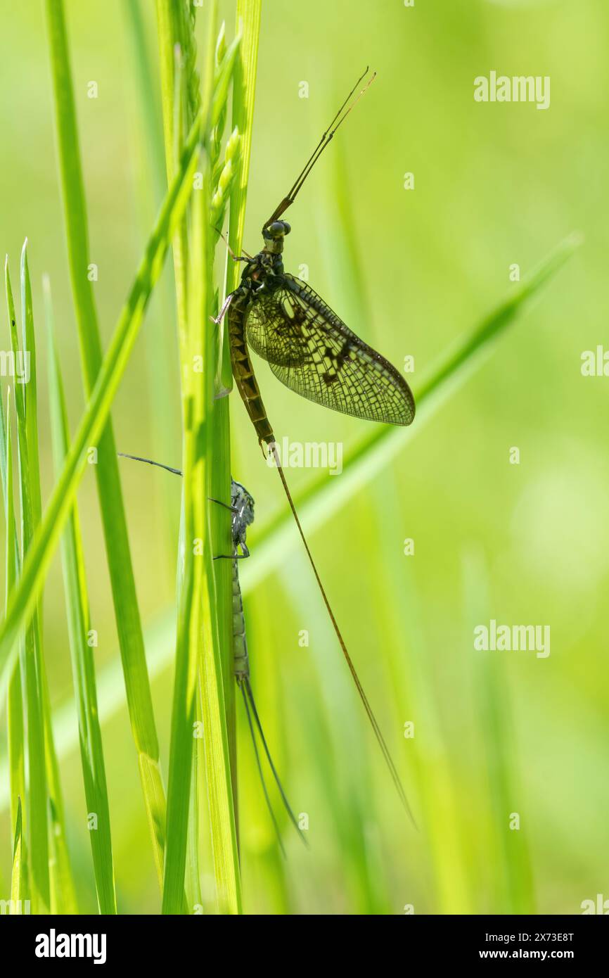 Insetto Mayfly, Ephemera species, Inghilterra, Regno Unito Foto Stock