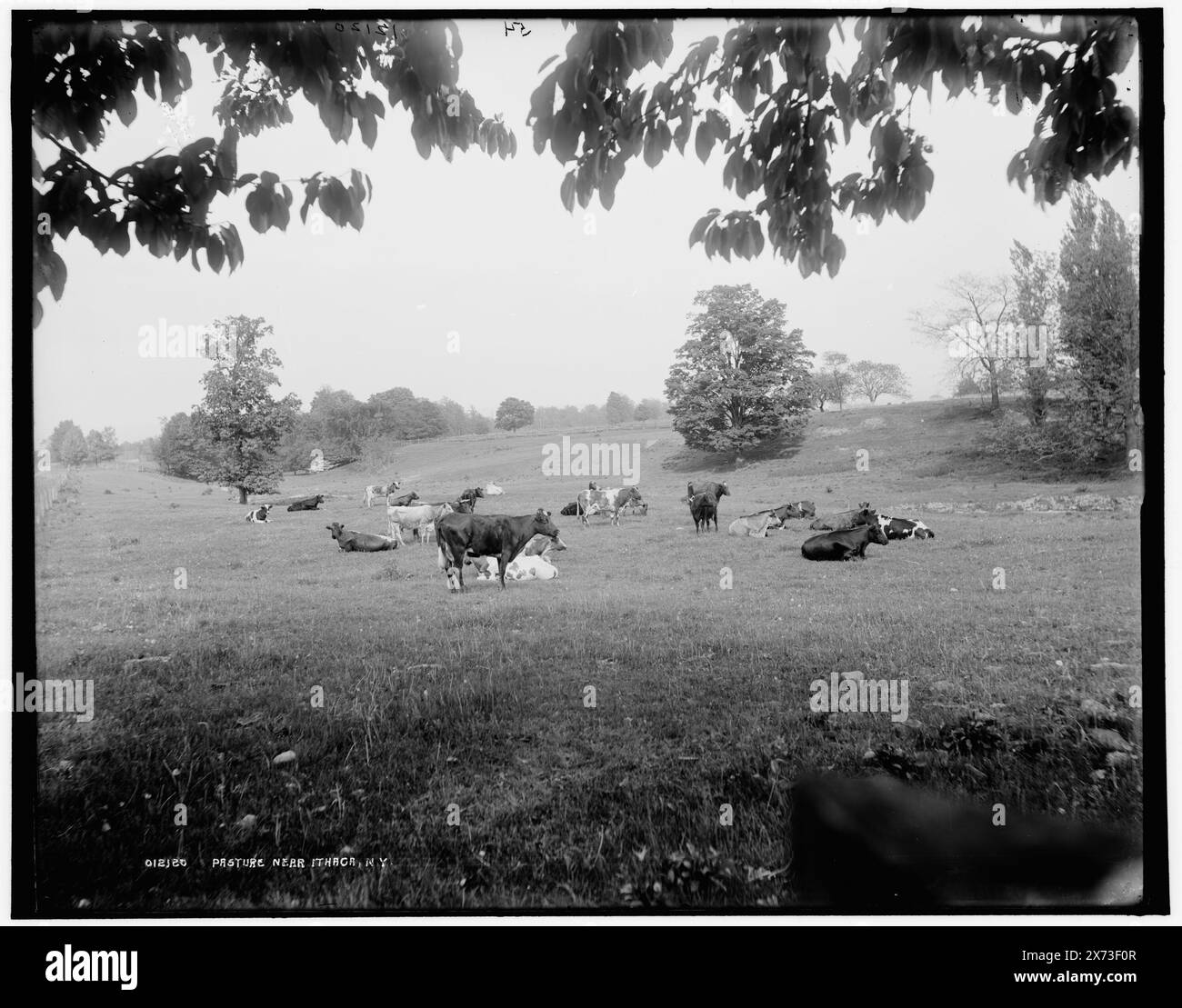 Pasture vicino a Ithaca, N.Y., '54' in negativo., Detroit Publishing Co. N. 012120., Gift; State Historical Society of Colorado; 1949, Farms. , Bestiame. , Stati Uniti, New York (Stato), Ithaca. Foto Stock