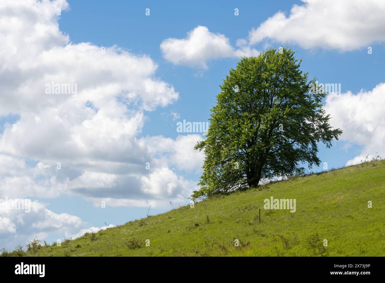 Singolo albero solitario sulla collina presso Hartslock Nature Reserve vicino a Goring nell'Oxfordshire, Inghilterra, Regno Unito Foto Stock