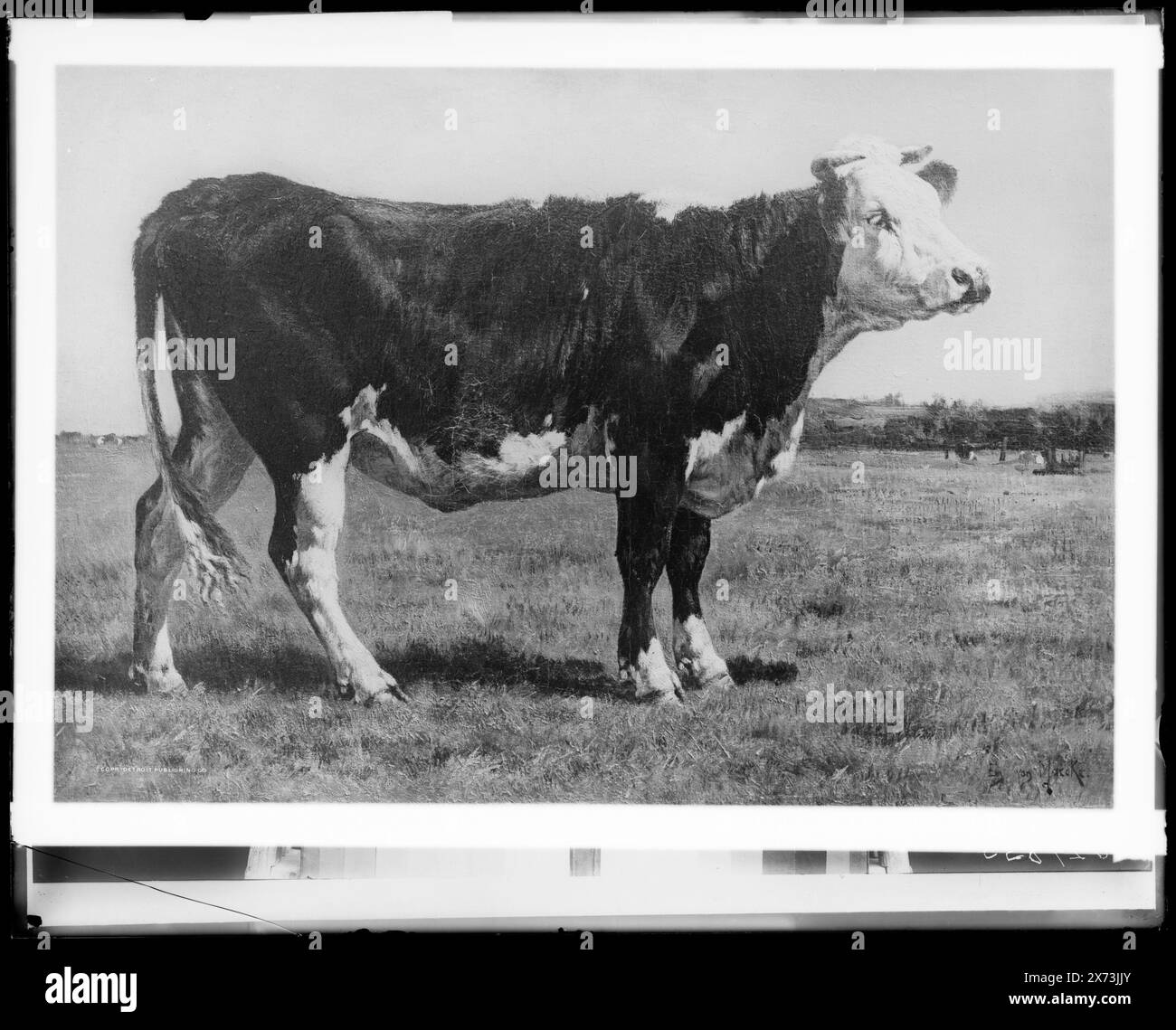 A Normandy Cow, Title and date from Detroit, Thistle Publications (1912)., Image on videodisc is possibilmente laterally reverse., fotografia di un dipinto firmato 'E. van Marcke.', Detroit Publishing Co. N. 029835., Gift; State Historical Society of Colorado; 1949, mucche. Foto Stock