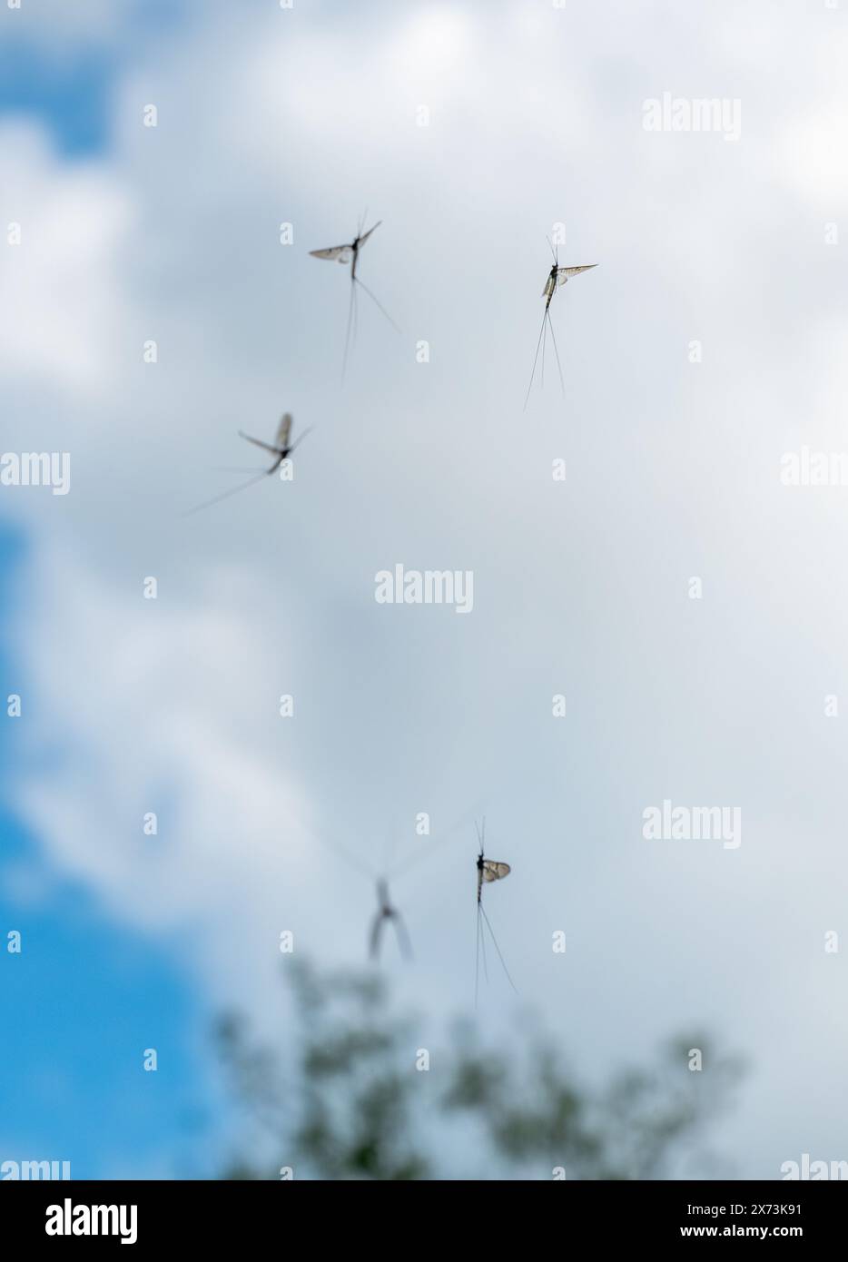 Le lucciole ballano nel cielo lungo il Tamigi durante il mese di maggio eseguendo una danza nuziale o di corteggiamento per attrarre le femmine, Inghilterra, Regno Unito Foto Stock