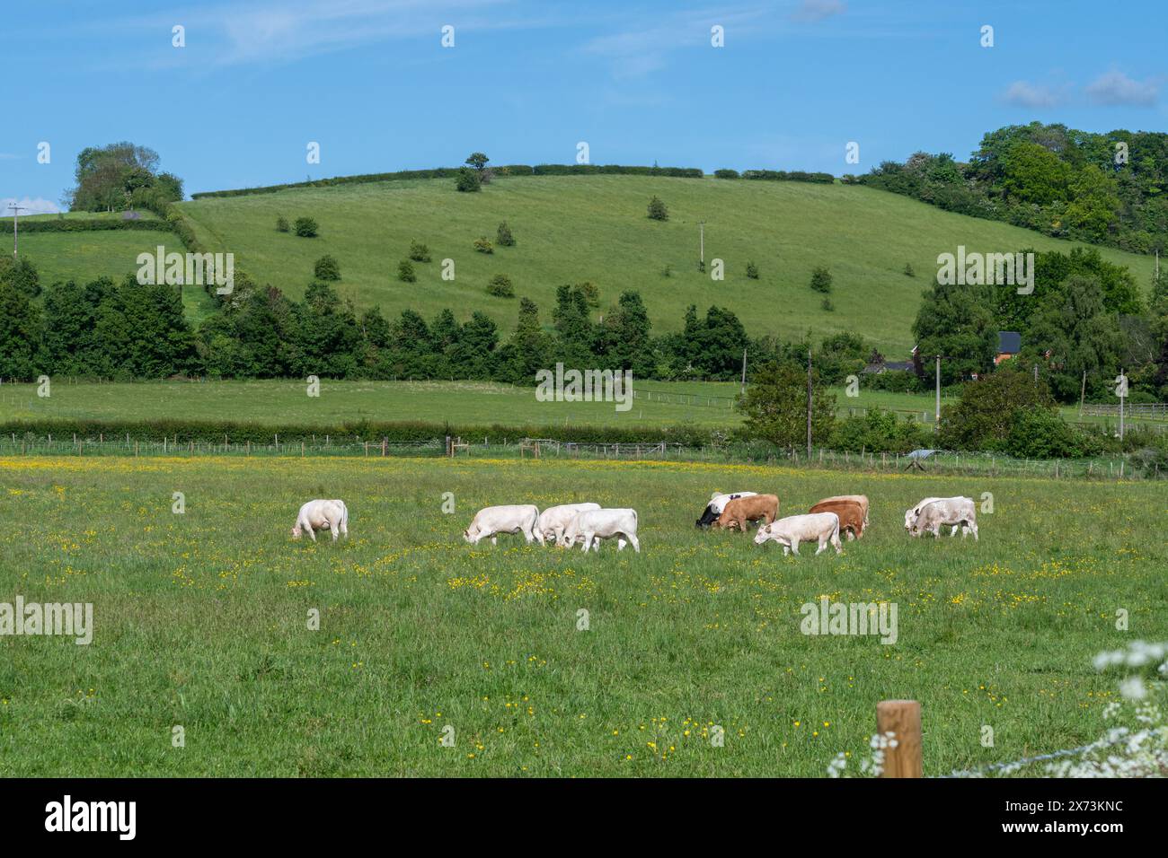 Bestiame al pascolo nel Chilterns AONB nell'Oxfordshire, Inghilterra, Regno Unito Foto Stock