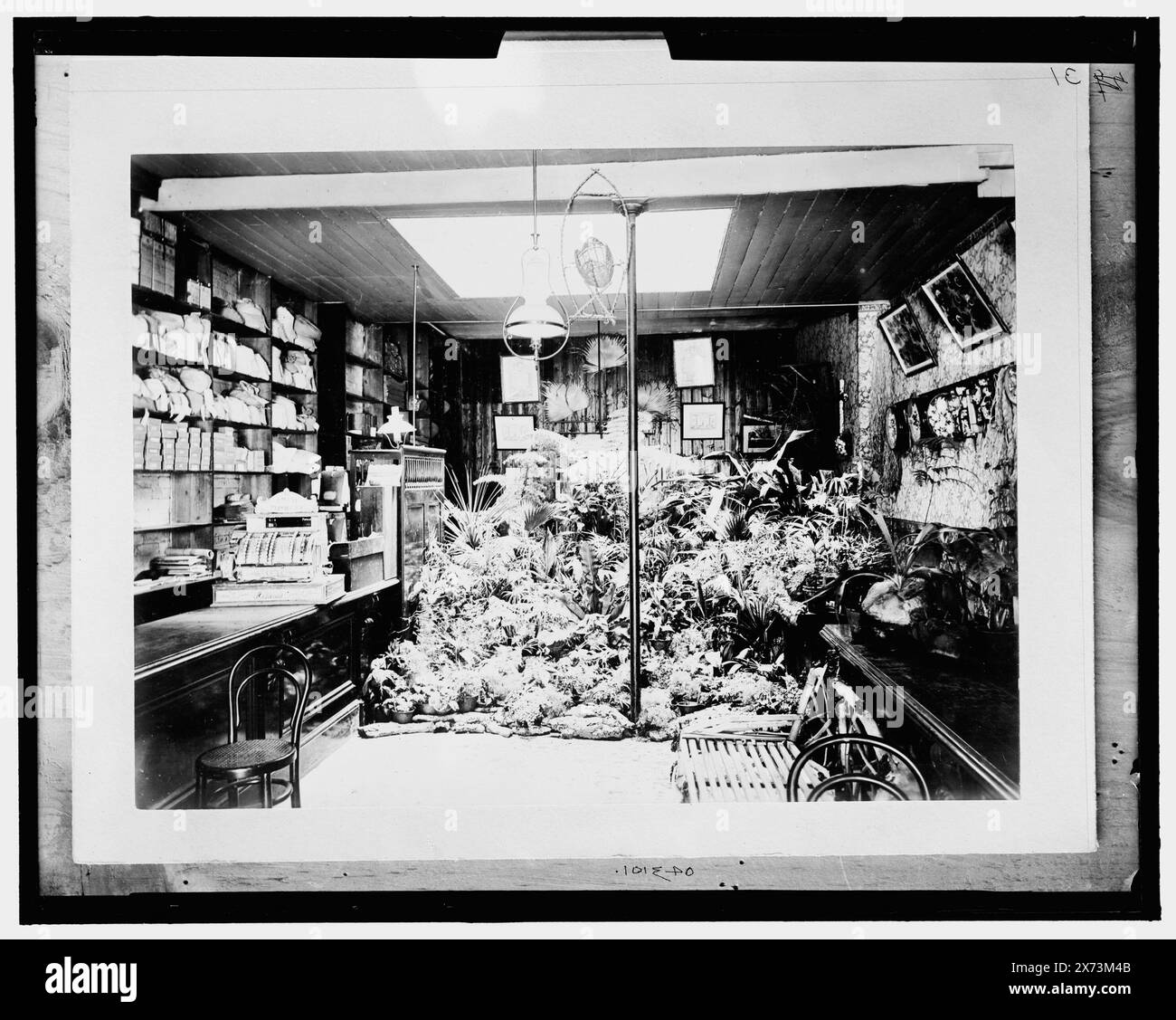 C.F. Newman and Sons, Seedsmen, Adelaide, Australia, titolo da giacca., "Made especially for the National Cash Register Company" su giacca. "31" su negative., Detroit Publishing Co. n. 043101., Gift; State Historical Society of Colorado; 1949, Seed Trade. , Interni. , Registratori di cassa. , Australia, Australia del Sud, Adelaide. Foto Stock