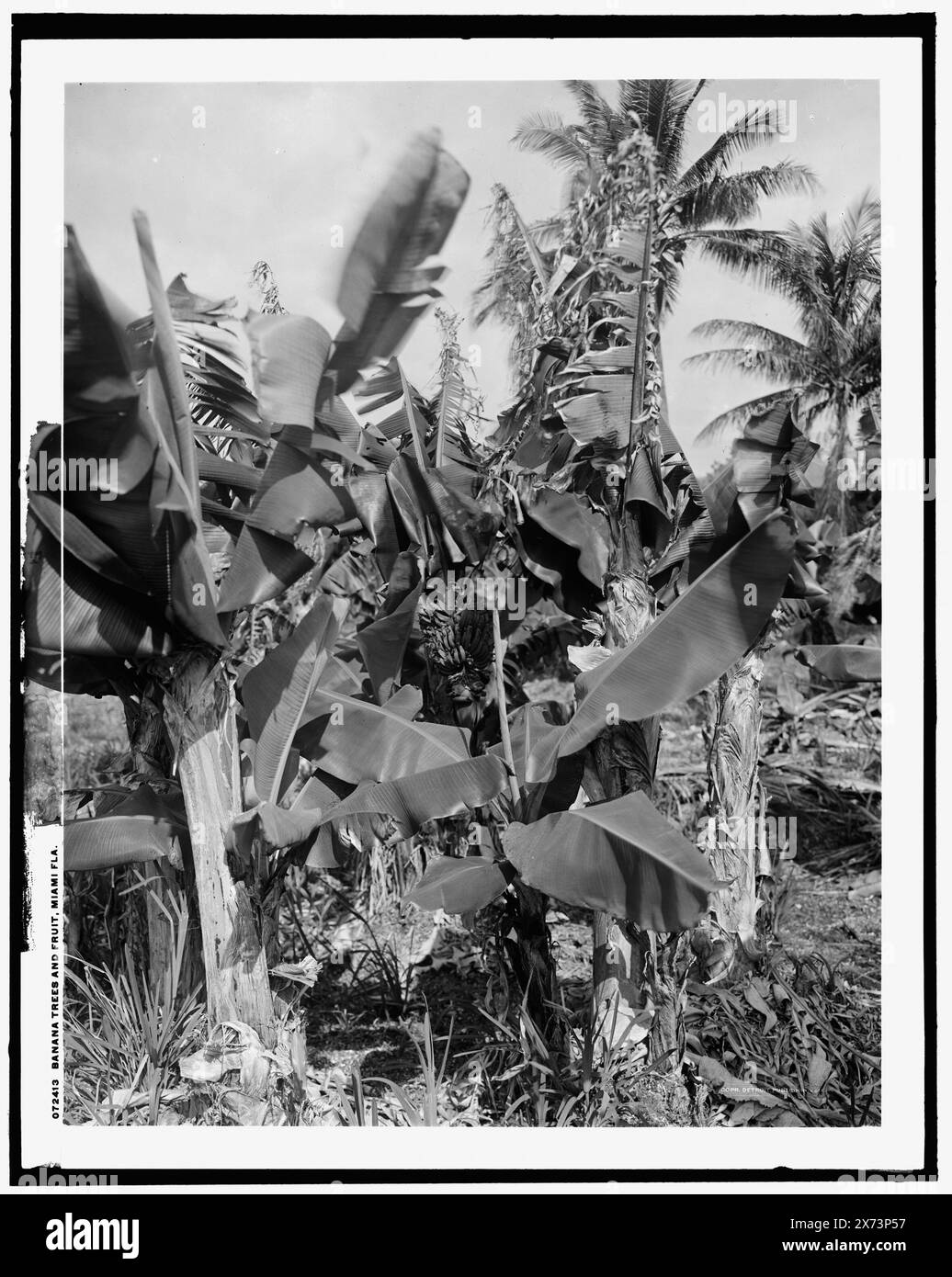 Banana Trees and Fruit, Miami, Flag., Detroit Publishing Co. N. 072413., Gift; State Historical Society of Colorado; 1949, Bananas. , Stati Uniti, Florida, Miami. Foto Stock