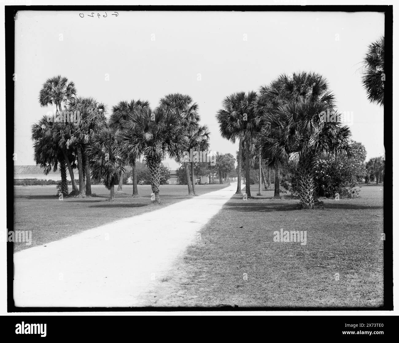 The Road through the golf links, Palm Beach, Flag., Title from jacket., 'G 6920' on negative., Detroit Publishing Co. N. 039552., Gift; State Historical Society of Colorado; 1949, Golf. , Strade. , Stati Uniti, Florida, Palm Beach. Foto Stock