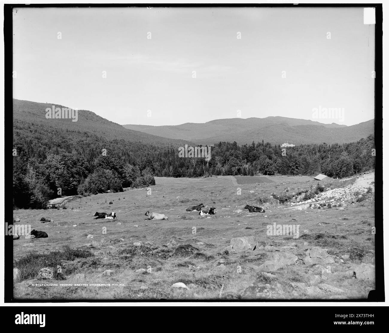Guardando verso Bretton Woods, White MTS., N.H., '3699 A' su negative., Detroit Publishing Co. No 019757., Gift; State Historical Society of Colorado; 1949, Mountains. , Bestiame. , Stati Uniti, New Hampshire, White Mountains. , Stati Uniti, New Hampshire, Bretton Woods. Foto Stock