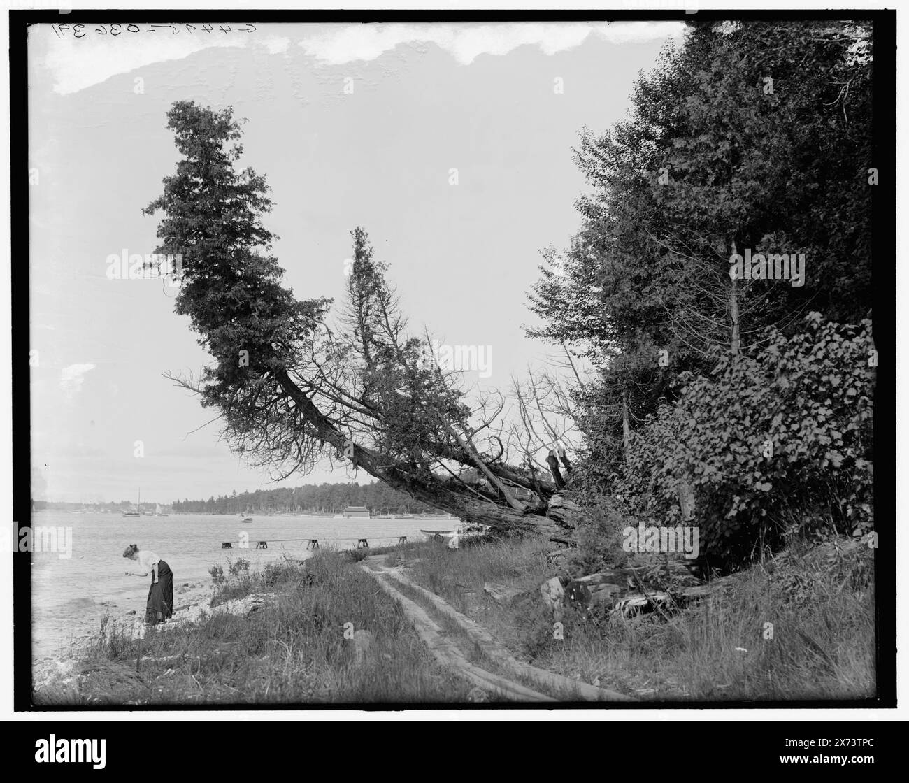 Shore line, Roaring Brook, Mich., Title from jacket., 'G 4495' on negative., Detroit Publishing Co. N. 036391., Gift; State Historical Society of Colorado; 1949, Waterfront. , Stati Uniti, Michigan, Roaring Brook. Foto Stock