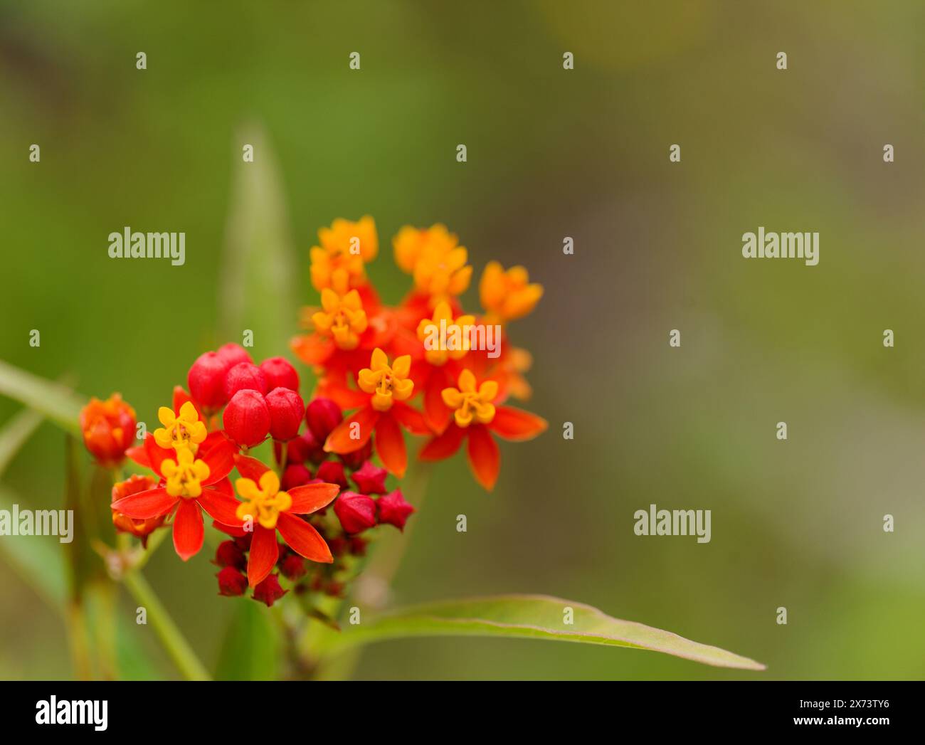 Flora di Gran Canaria - Asclepias curassavica, alghe latte tropicali, pianta introdotta, macro fondo floreale naturale Foto Stock