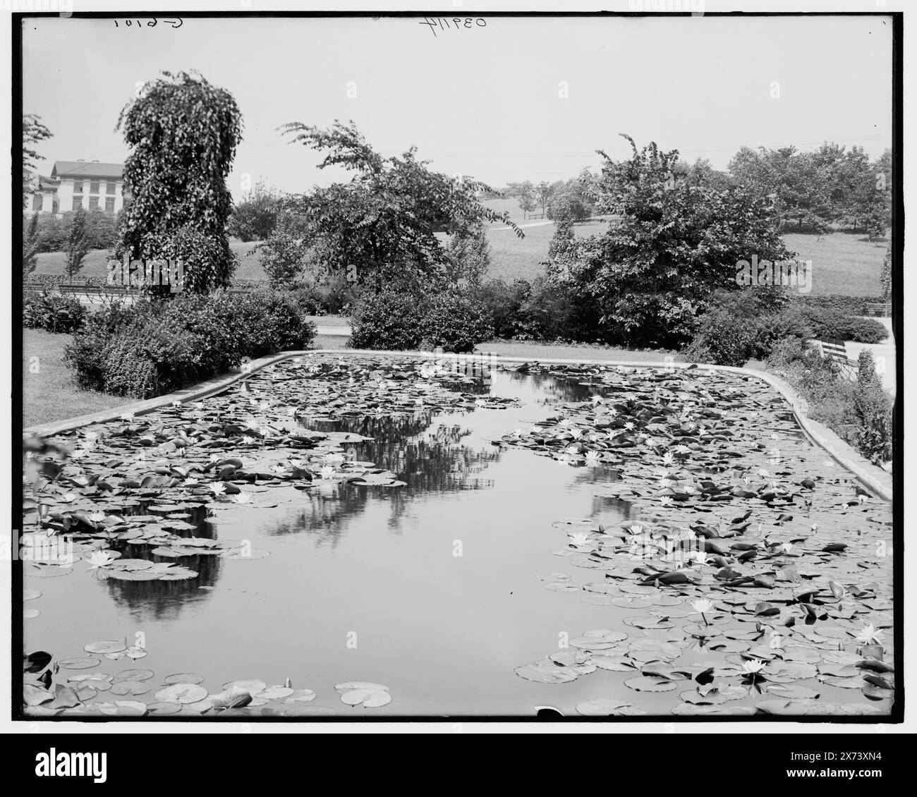 Pittsburgh, Pa., Schenley Park, Lily Beds, titolo da giacca. "g 6101" in negativo. Detroit Publishing Co. n. 039114., Gift; State Historical Society of Colorado; 1949, Lily Pond. , Parchi. , Stati Uniti, Pennsylvania, Pittsburgh. Foto Stock