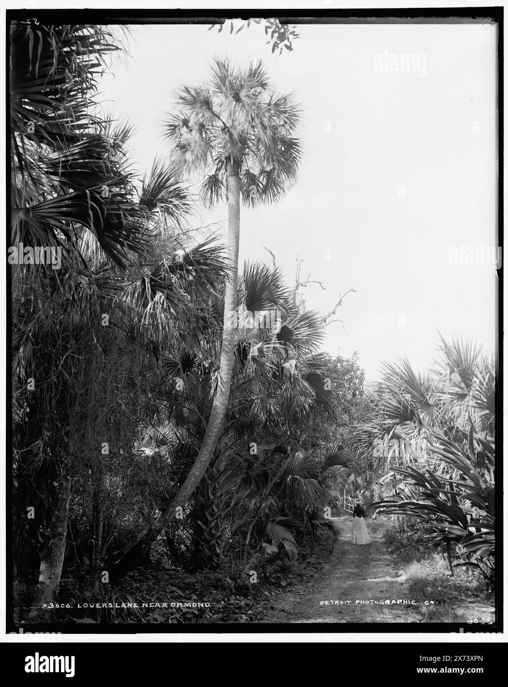 Lovers Lane vicino a Ormond, 'W.H.J. & Co.' e '52' su negative., Detroit Publishing Co. No 03606., Gift; State Historical Society of Colorado; 1949, Trails & Paths. , Palms. , Stati Uniti, Florida, Ormond Beach. Foto Stock