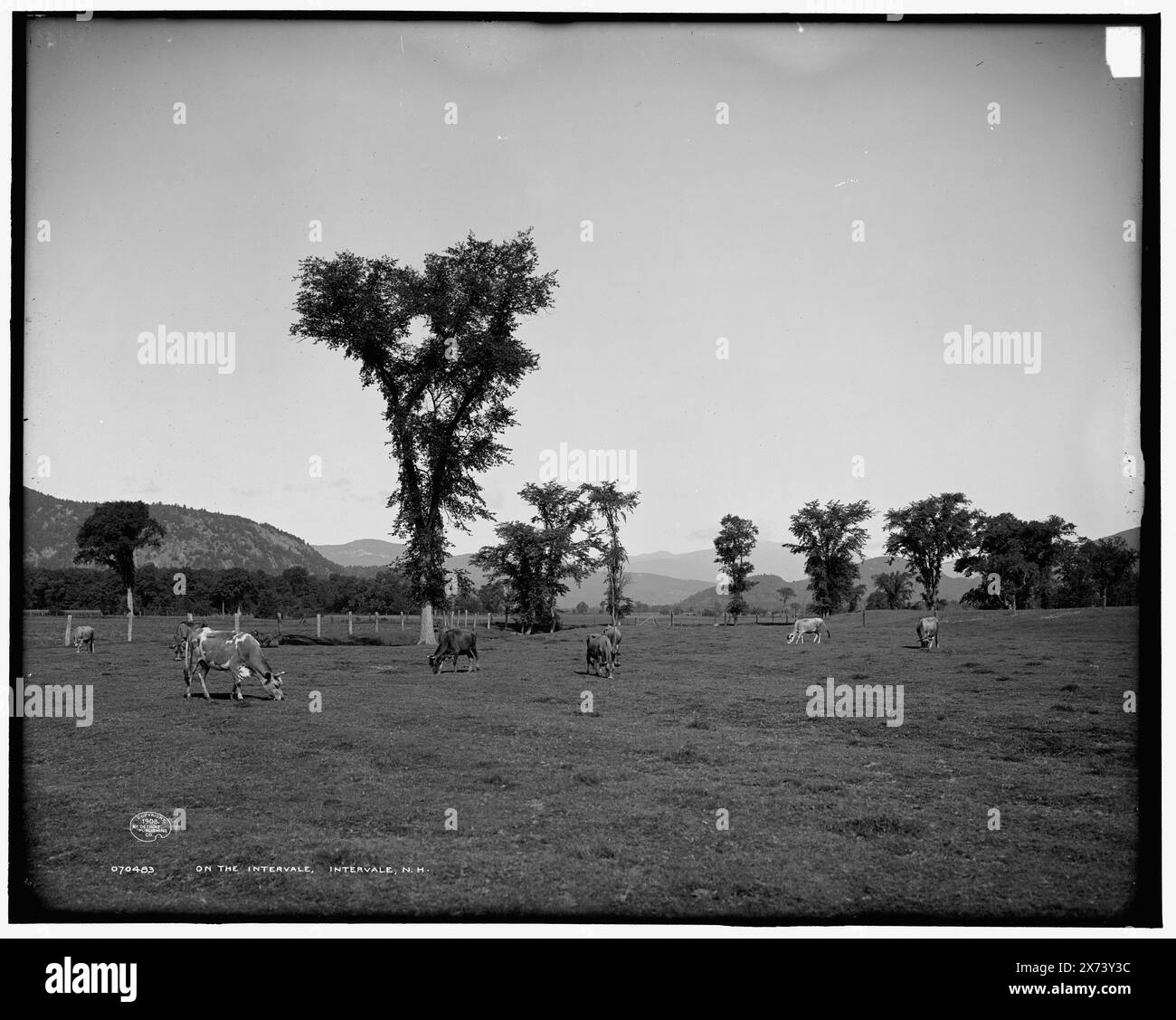Sull'intervale, Intervale, N.H., '4322' su negative., Detroit Publishing Co. N. 070483., Gift; State Historical Society of Colorado; 1949, Cattle. , Valli. , Stati Uniti, New Hampshire, Intervale. Foto Stock