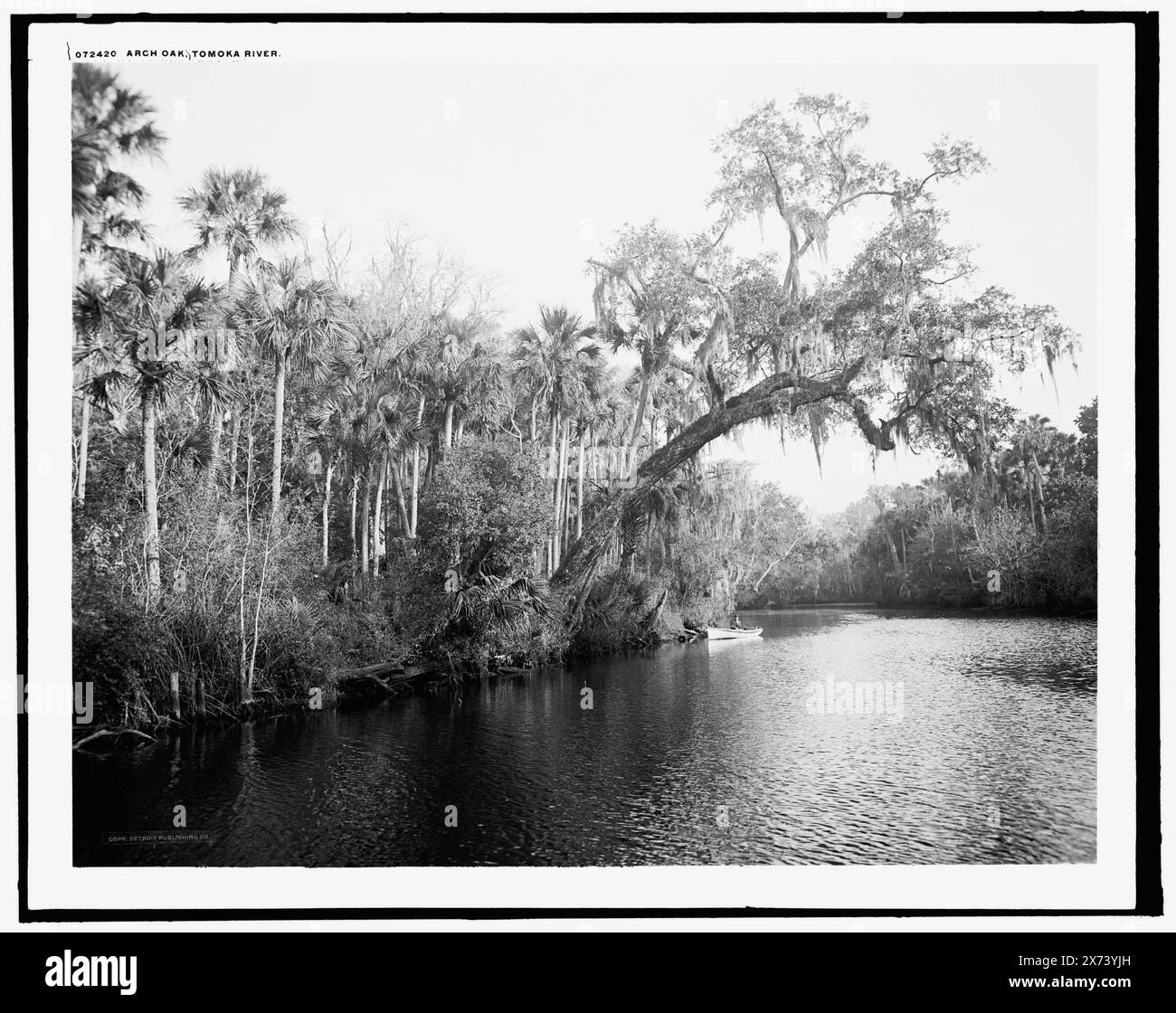 Arch Oak, Tomoka River, Ormond, Flag., parte del titolo da giacca., Detroit Publishing Co. N. 072420., Gift; State Historical Society of Colorado; 1949, Oaks. , Fiumi. , Stati Uniti, Florida, fiume Tomoka. Foto Stock