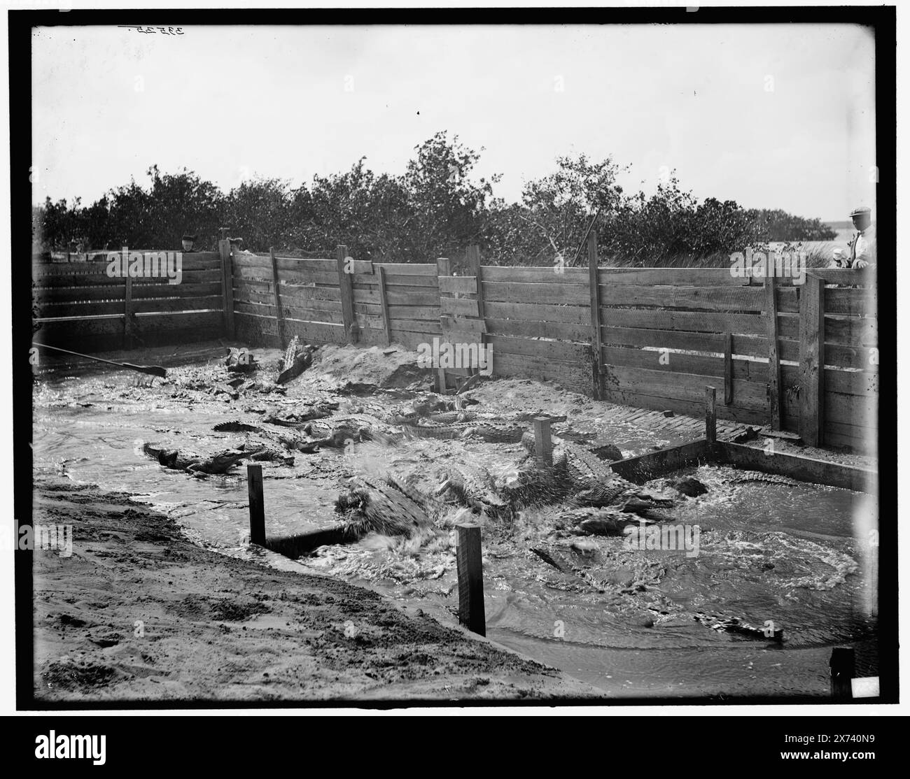 Squirming coccodrilli (alligatori) all'Alligator Joe's, Palm Beach, Flag., Title from jacket., '120' on negative., Detroit Publishing Co. n. 033535., Gift; State Historical Society of Colorado; 1949, Alligators. , Commercio turistico. , Stati Uniti, Florida, Palm Beach. Foto Stock