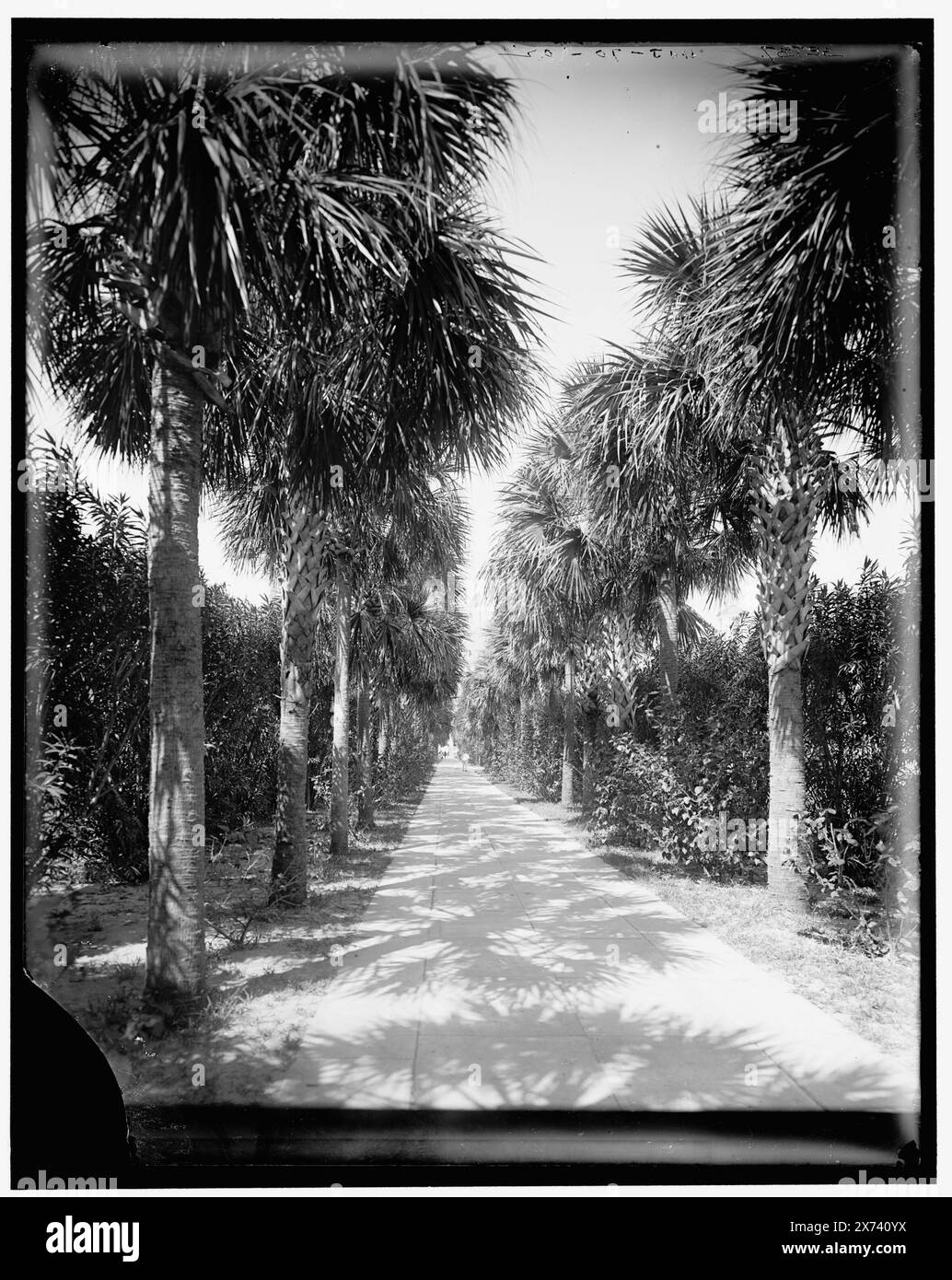 Ocean Walk, Palm Beach, Flag., Title from jacket., 'WHJ 70-02' on negative., Detroit Publishing Co. N. 032737., Gift; State Historical Society of Colorado; 1949, passerelle. , Palms. , Stati Uniti, Florida, Palm Beach. Foto Stock
