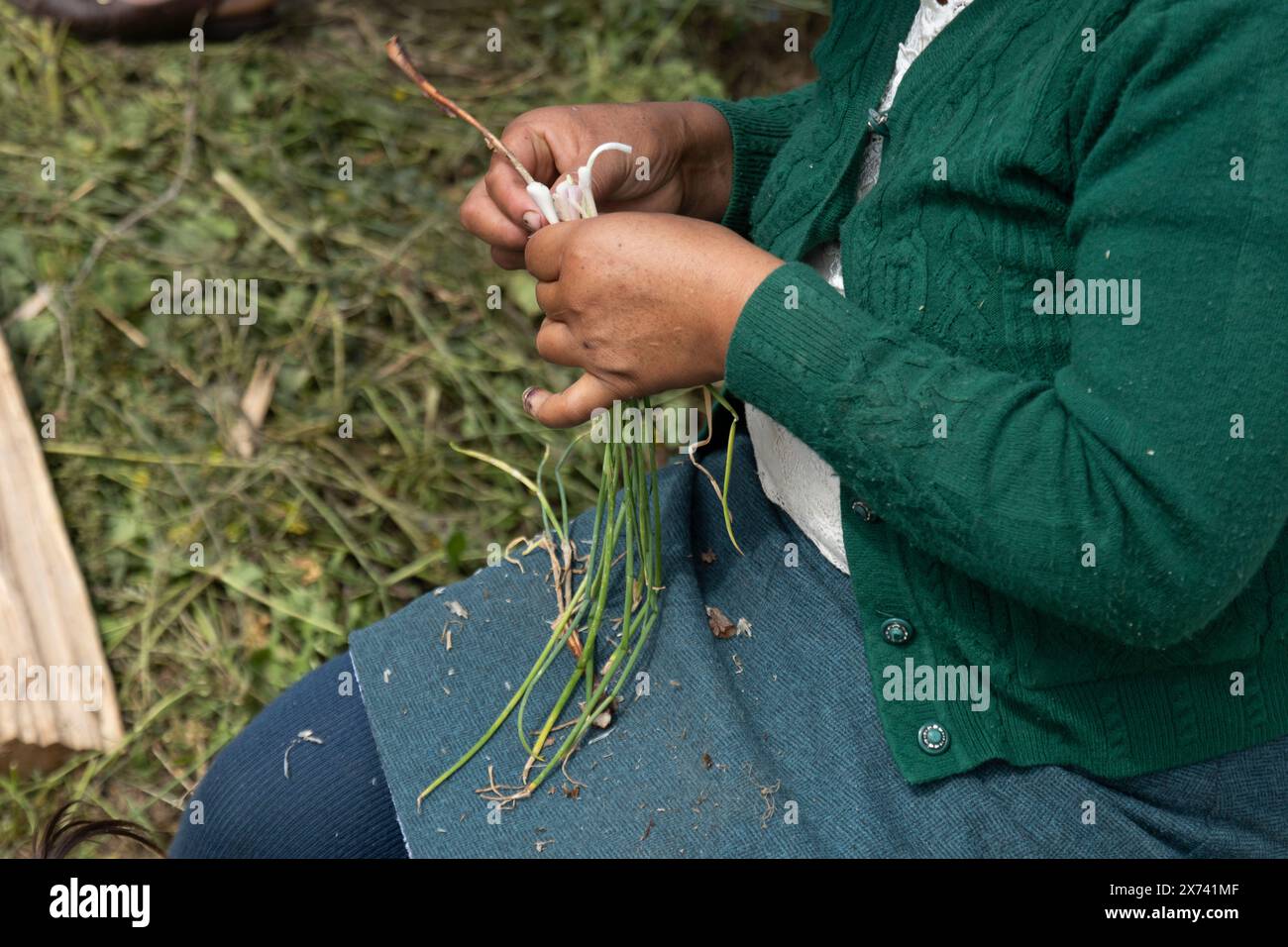 Mani di una donna indigena peruviana che pulisce i rami di prezzemolo per condire il suo cibo Foto Stock