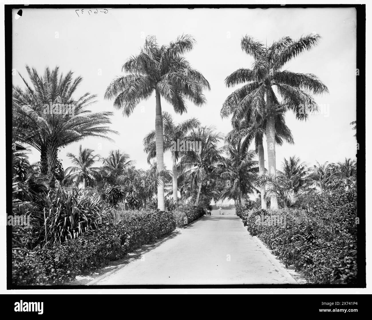 Royal Palms, su Clarke Avenue, Palm Beach, Flag., titolo da giacca., "g 6937" in negativo. Detroit Publishing Co. n. 039559., Gift; State Historical Society of Colorado; 1949, Palms. , Passerelle. , Stati Uniti, Florida, Palm Beach. Foto Stock
