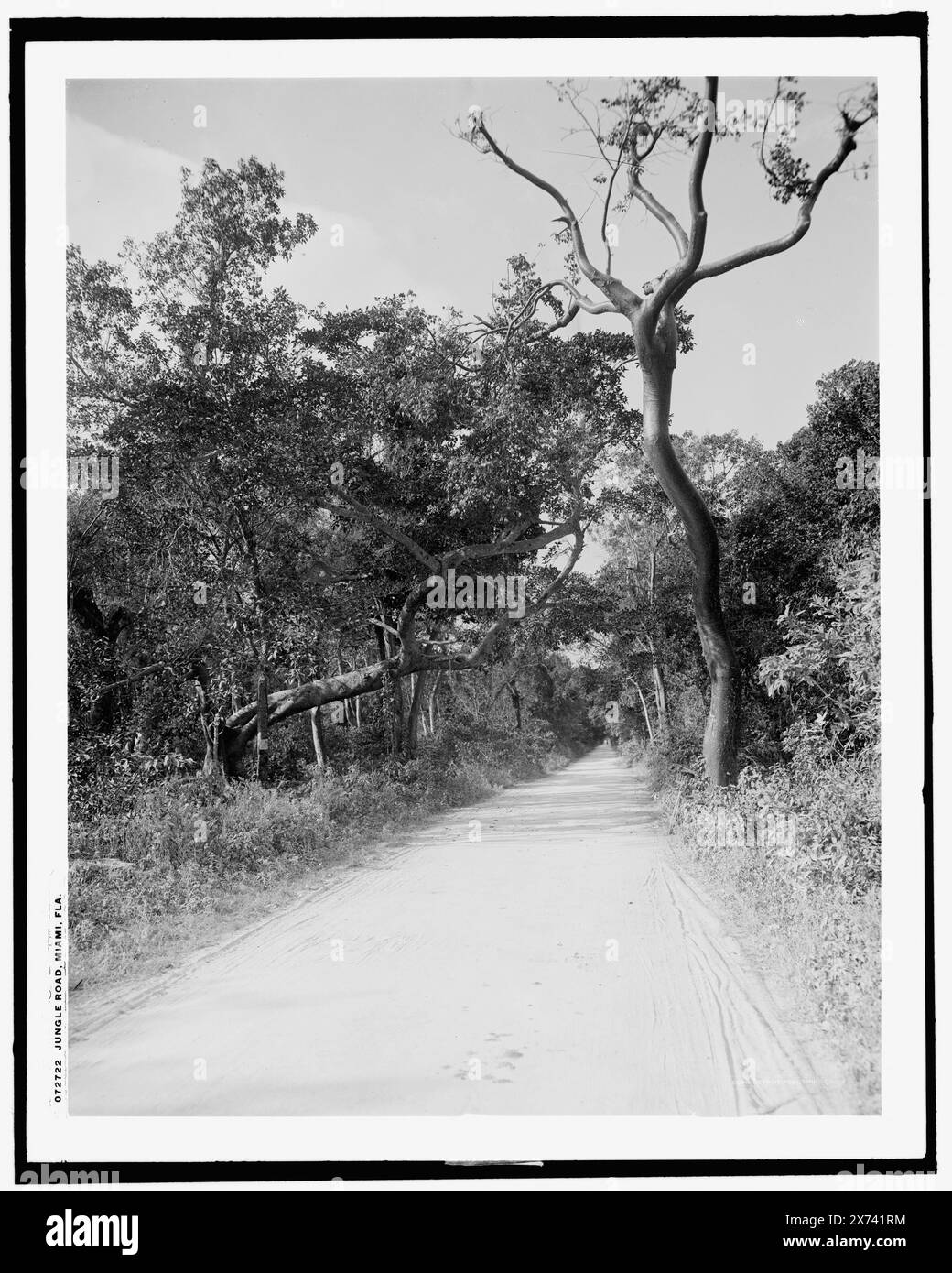 Jungle Road, Miami, Flag., 'G 7720' su negative., Detroit Publishing Co. No 072722., Gift; State Historical Society of Colorado; 1949, Roads. , Foreste. , Stati Uniti, Florida, Miami. Foto Stock