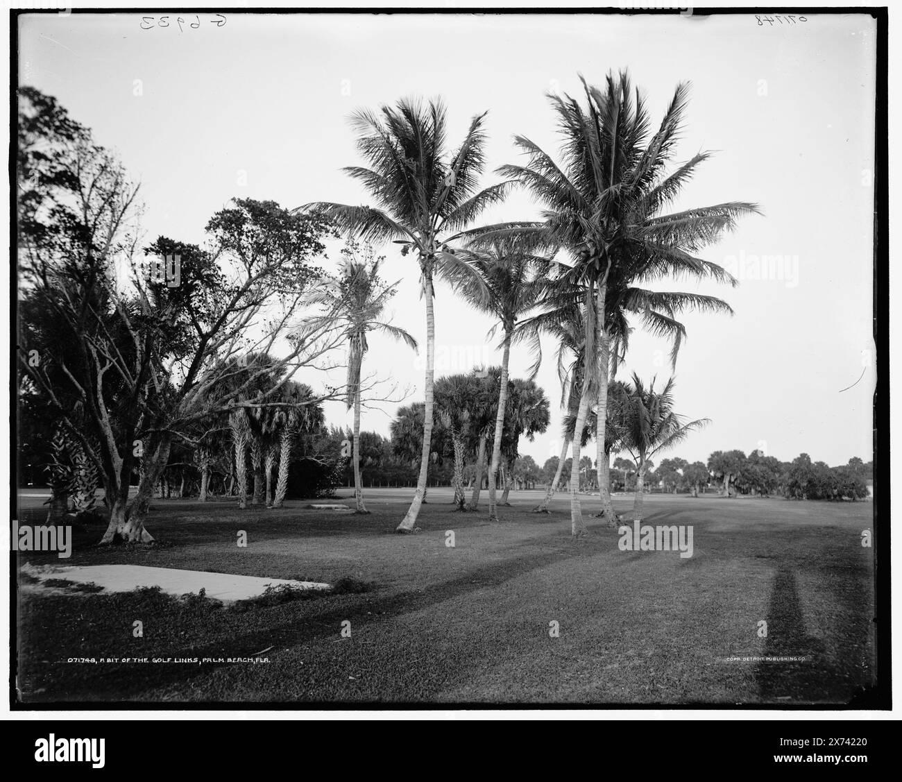 Un po' dei campi da golf, Palm Beach, Flag., 'G 6933' su negative., Detroit Publishing Co. No 071748., Gift; State Historical Society of Colorado; 1949, Golf. , Palms. , Stati Uniti, Florida, Palm Beach. Foto Stock