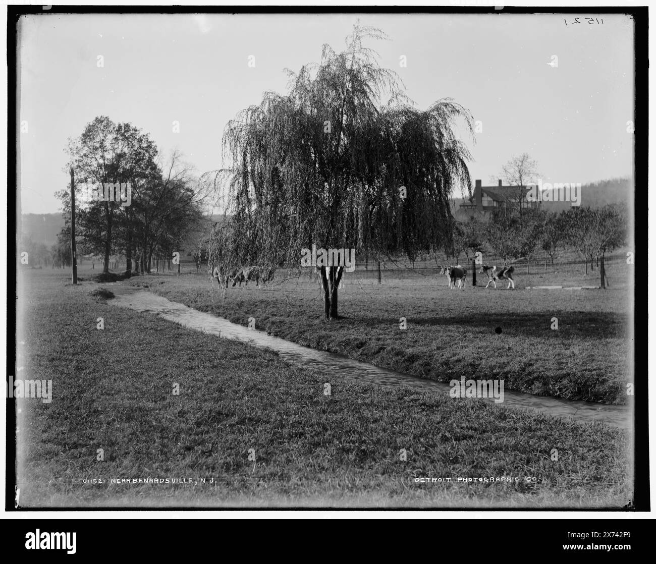 Near Bernardsville, N.J., Data basata su Detroit, Catalogo J (1901)., Detroit Publishing Co. N. 011521., Gift; State Historical Society of Colorado; 1949, Cattle. , Fattorie. , Stati Uniti, New Jersey, Bernardsville. Foto Stock