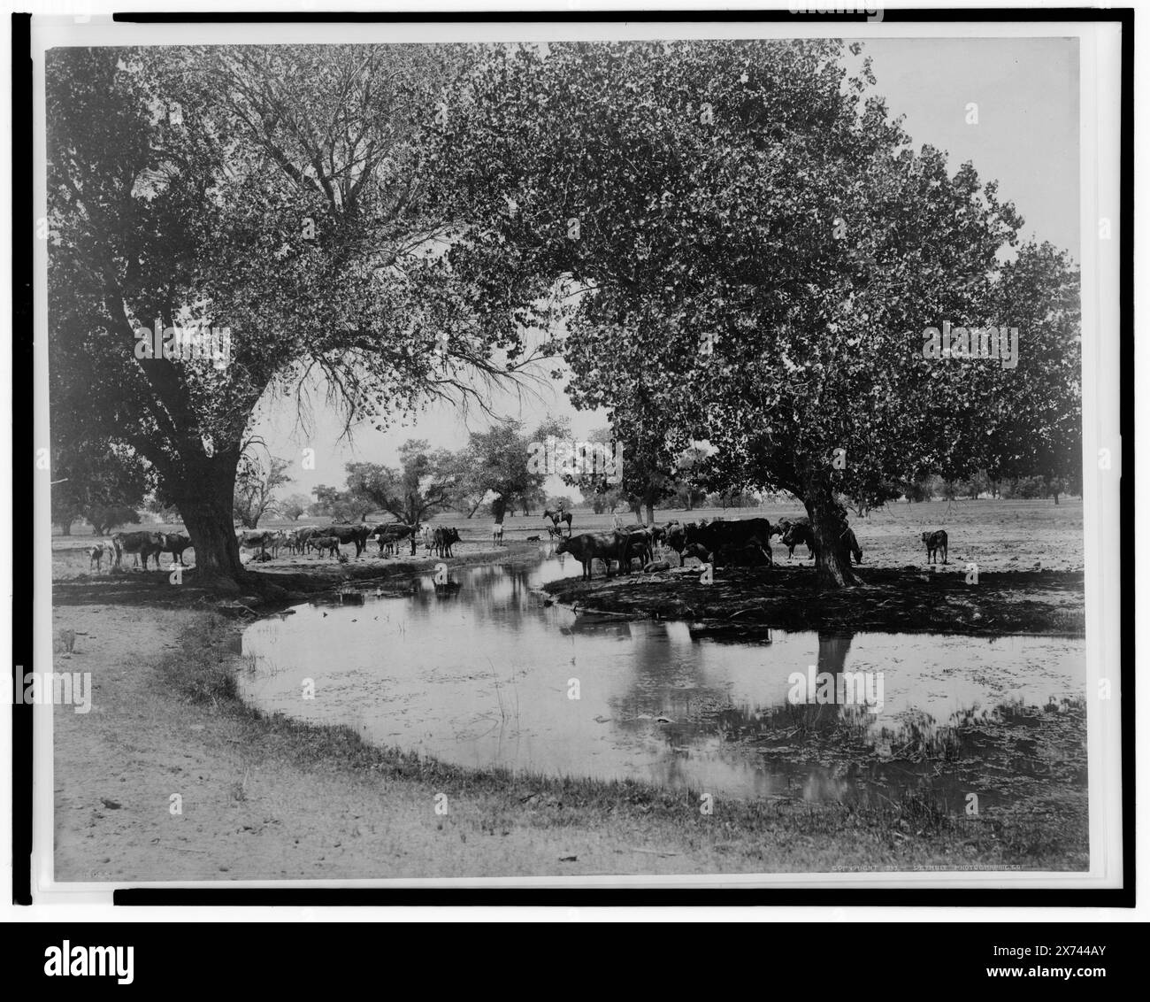 Cattle Pasture at Belleview, May be Near Sonora, CA., 'Detroit Photographic Co.', Listed in Detroit, Catalogue F (1899)., deposito per copyright n. 61184., Detroit Publishing Co. N. 015025., deposito sul copyright. State Historical Society of Colorado; 1949, Cattle. , Flussi. , Stati Uniti, California. Foto Stock