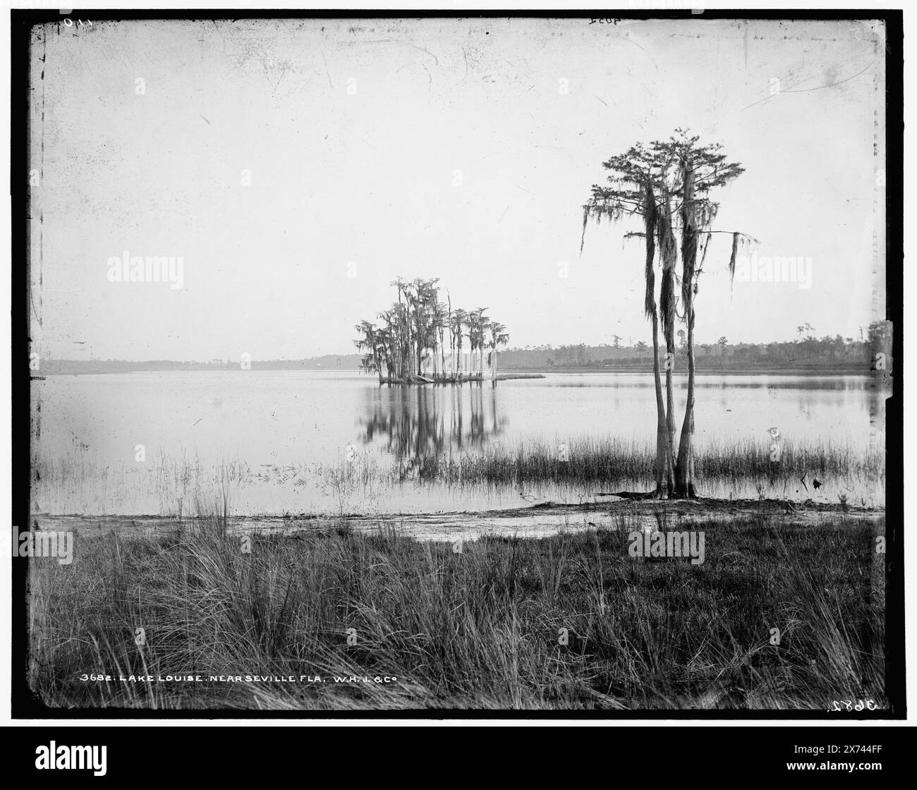 Lake Louise vicino a Seville, Flag., 'W.H.J. & Co.', '8052,' e '110' su negative., Detroit Publishing Co. No 3682., Gift; State Historical Society of Colorado; 1949, Lakes & Pond. , Stati Uniti, Florida, Louise, Lake. , Stati Uniti, Florida, Siviglia. Foto Stock