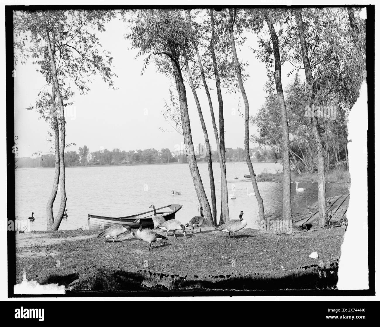Minneapolis, Minn., Lake of the Isles, Title from jacket., 'G 4761' on negative., Detroit Publishing Co. N. 036327., Gift; State Historical Society of Colorado; 1949, Lakes & Pond. , Oche. , Barche. , Fronti d'acqua. , Stati Uniti, Minnesota, Minneapolis. , Stati Uniti, Minnesota, Isole, Lago del. Foto Stock