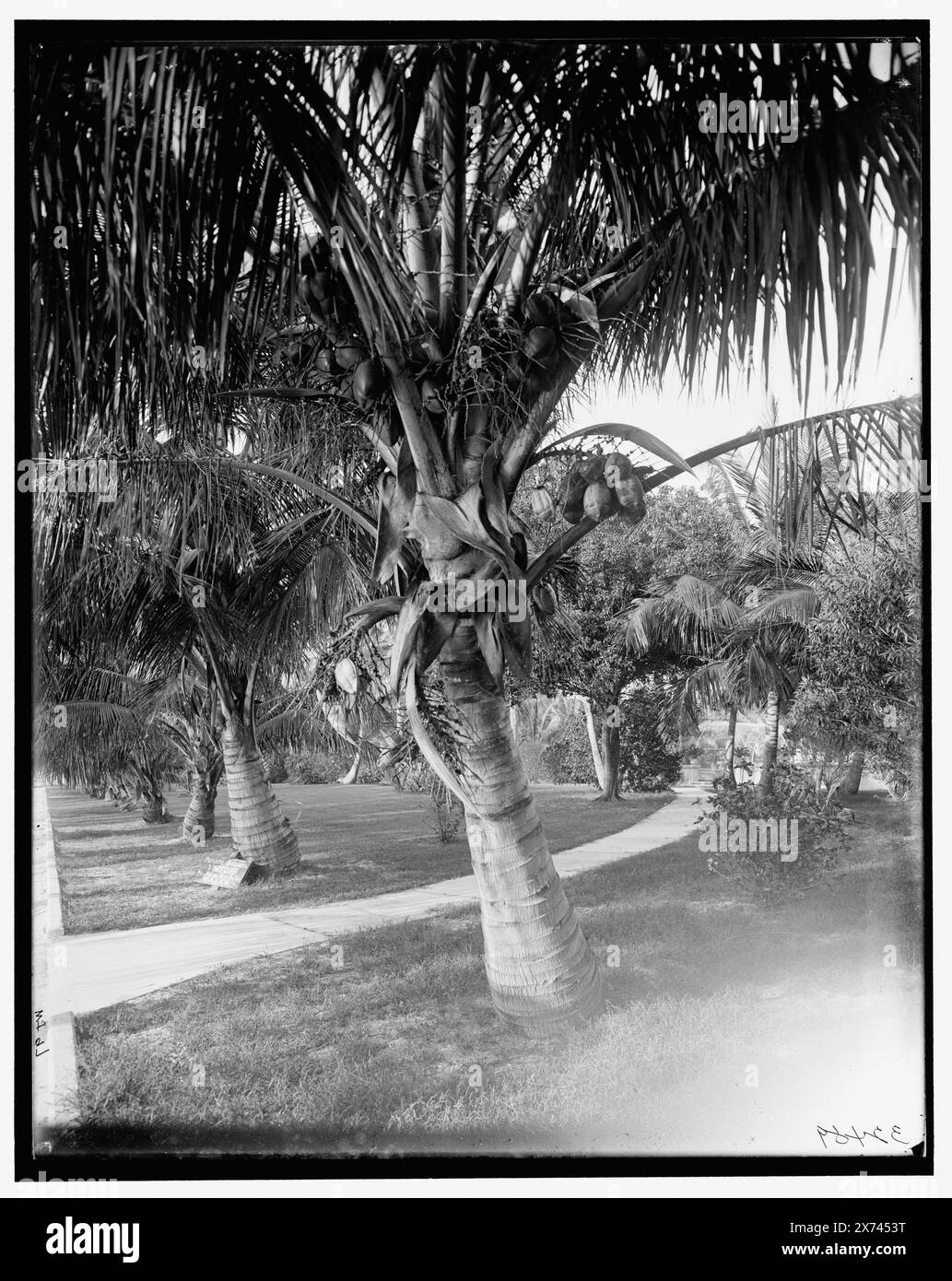 Cocoanut Trees, Palm Beach, Flag., Title from jacket., 'WHJ 97' on negative., Detroit Publishing Co. N. 32489., Gift; State Historical Society of Colorado; 1949, Coconuts. , Palms. , Stati Uniti, Florida, Palm Beach. Foto Stock