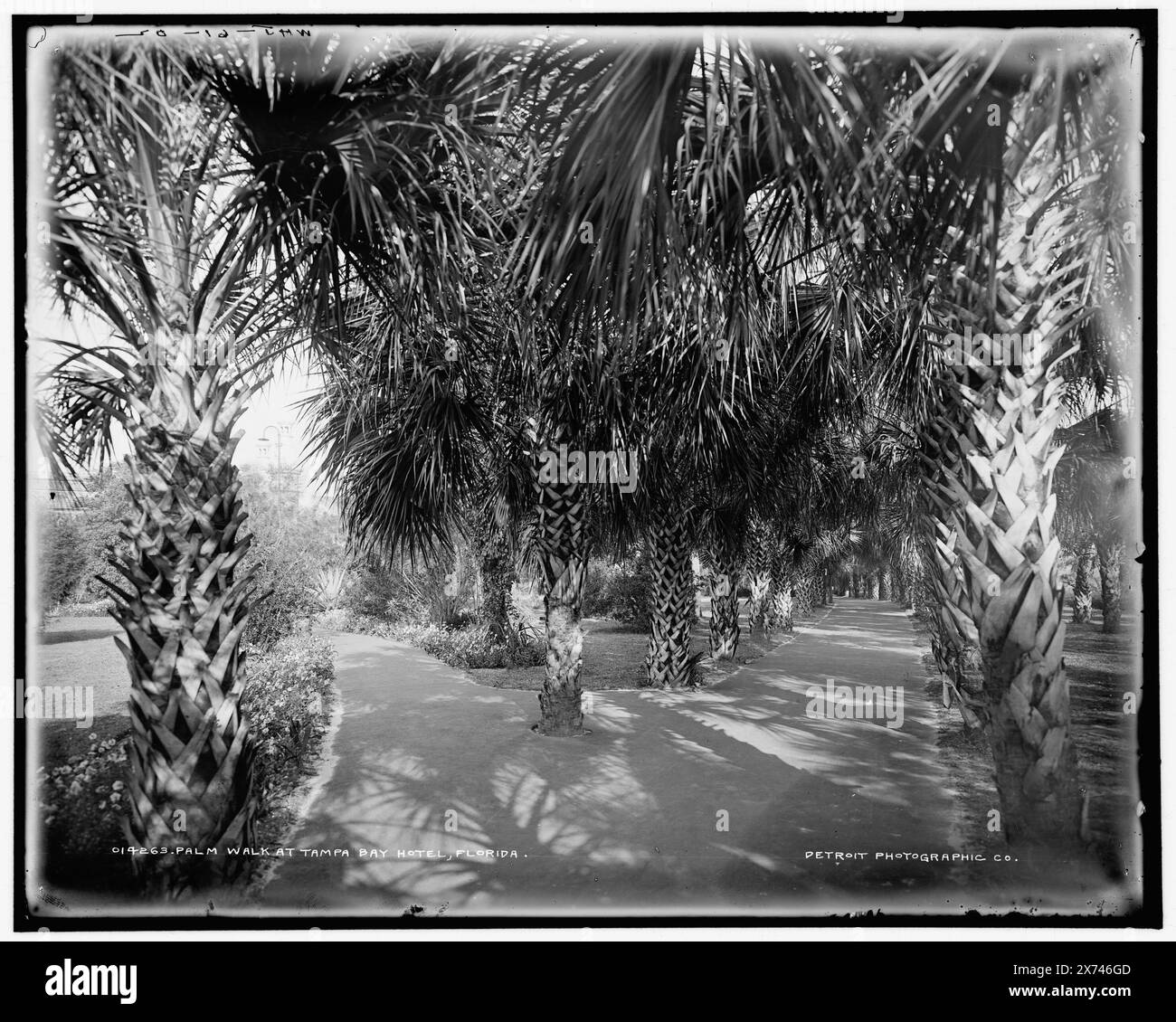 Palm Walk al Tampa Bay Hotel, Florida, 'WHJ 61-02' in negativo., Detroit Publishing Co. N.. 014263., Gift; State Historical Society of Colorado; 1949, Palms. , Passerelle. , Resort. , Stati Uniti, Florida, Tampa. Foto Stock