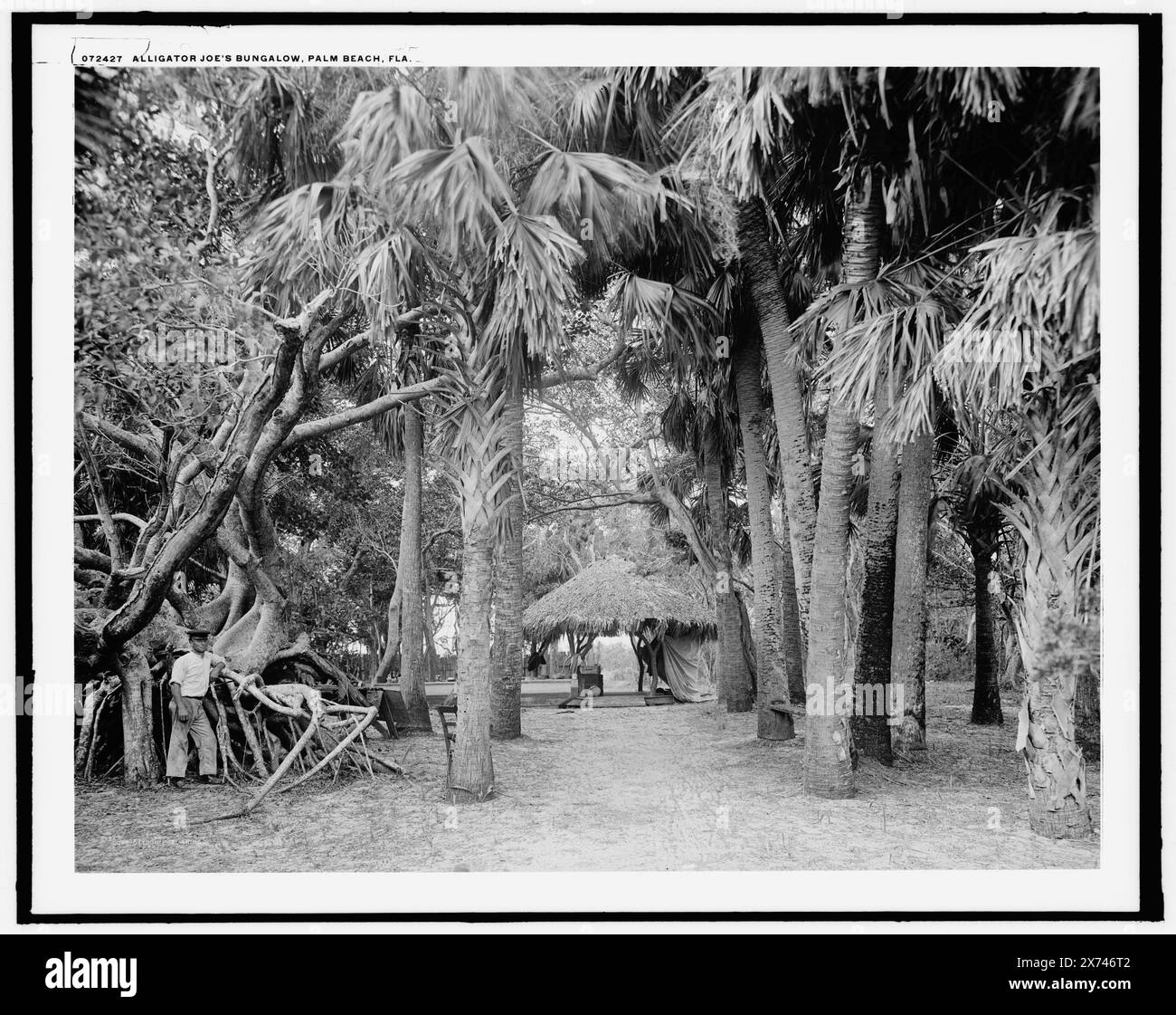 Alligator Joe's Bungalow, Palm Beach, Flag., 'G 7643' su negative., Detroit Publishing Co. N. 072427., Gift; State Historical Society of Colorado; 1949, Tourist trade. , Palms. , Tetti di paglia. , Stati Uniti, Florida, Palm Beach. Foto Stock