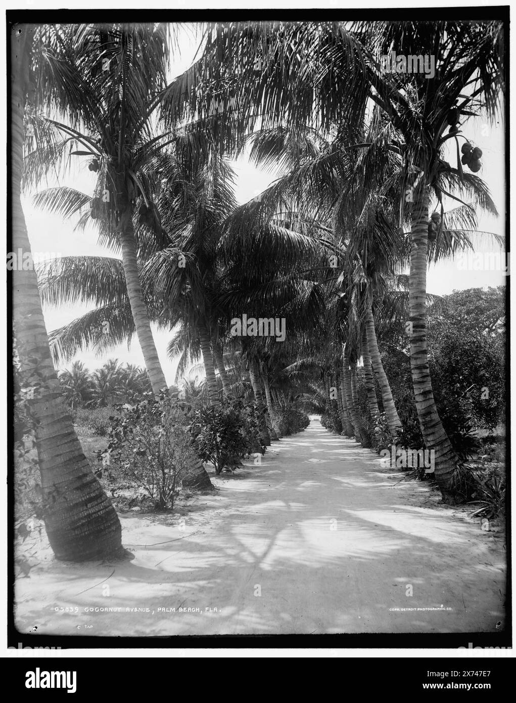 Cocoanut Ave., Palm Beach, Flag., Data basata su Detroit, Catalogue J (1901)., Detroit Publishing Co. N. 05839., Gift; State Historical Society of Colorado; 1949, Roads. , Palms. , Stati Uniti, Florida, Palm Beach. Foto Stock