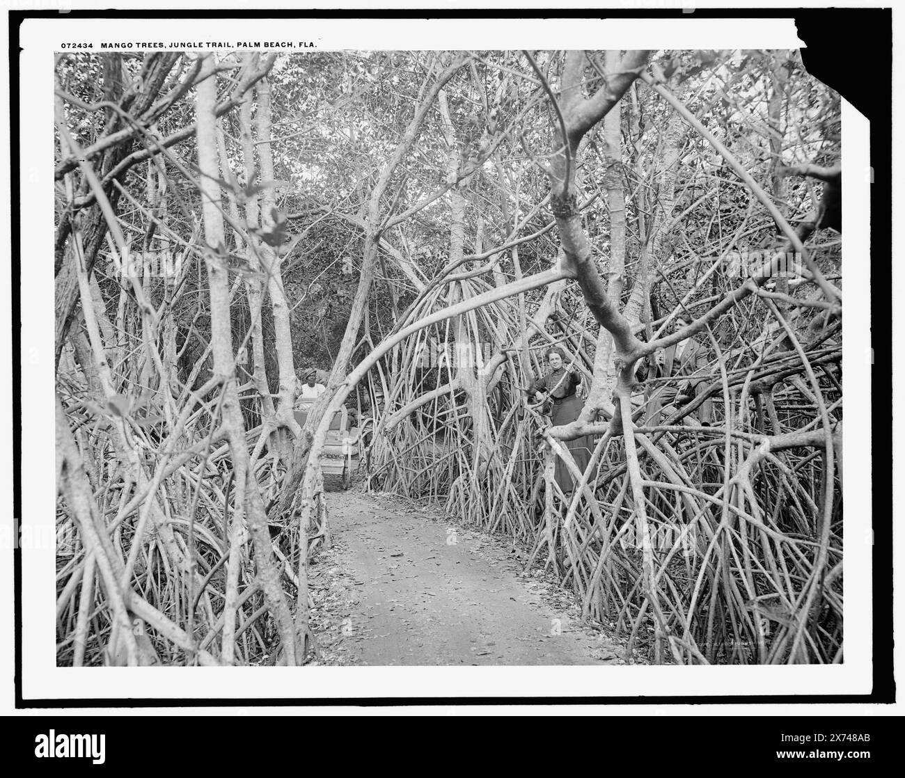 Mango sic Trees on the Jungle Trail, Palm Beach, Flag., Detroit Publishing Co. N. 072434., Gift; State Historical Society of Colorado; 1949, Trails & Paths. , Foreste. , Piante di mangrovie. , Stati Uniti, Florida, Palm Beach. Foto Stock