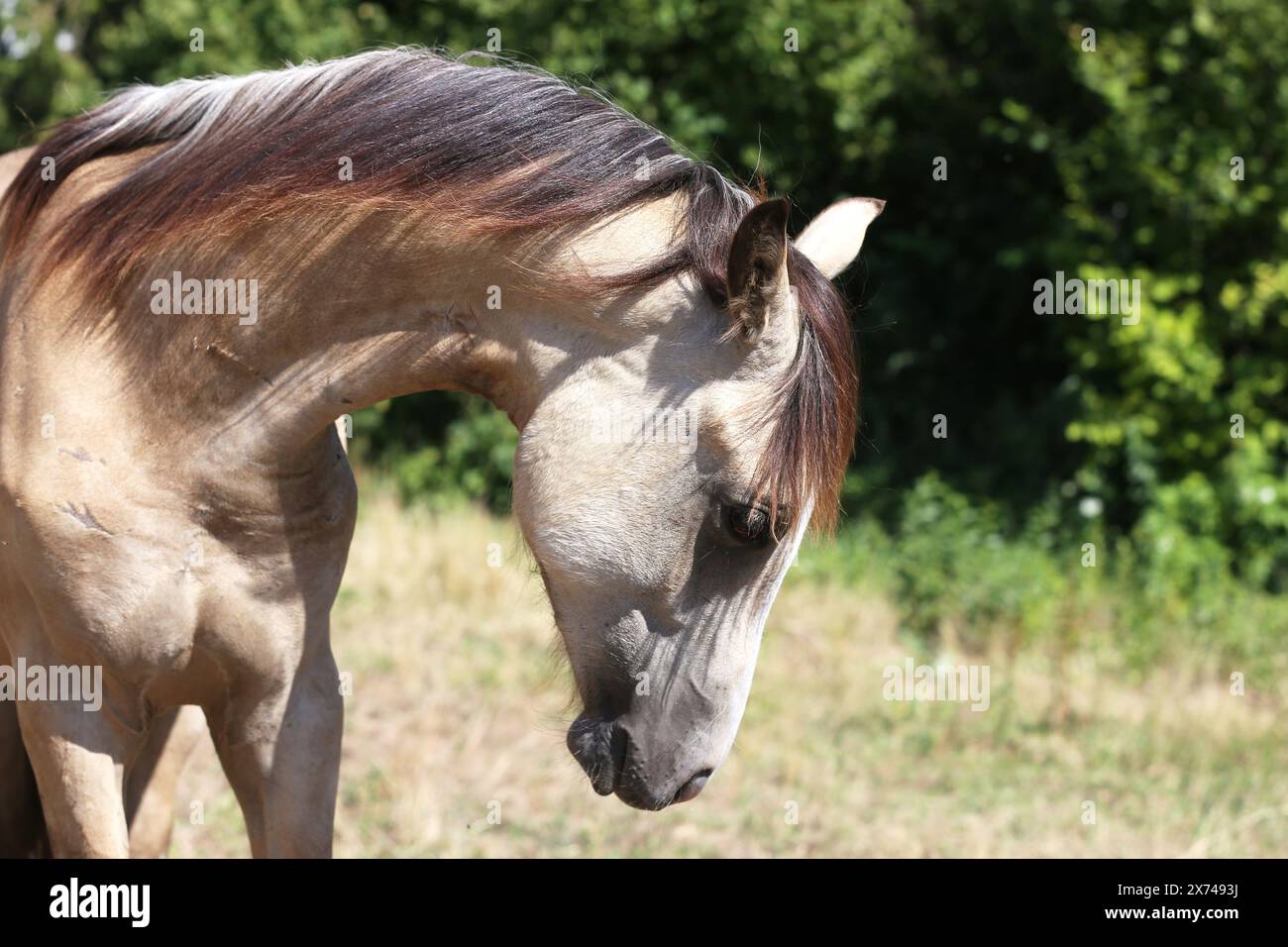 Bellissimo giovane cavallo in posa presso una fattoria equestre rurale. Ritratto di un cavallo di razza pura in corral Outdoors. Primo piano estremo di un cavallo domestico di razza pura. Foto Stock