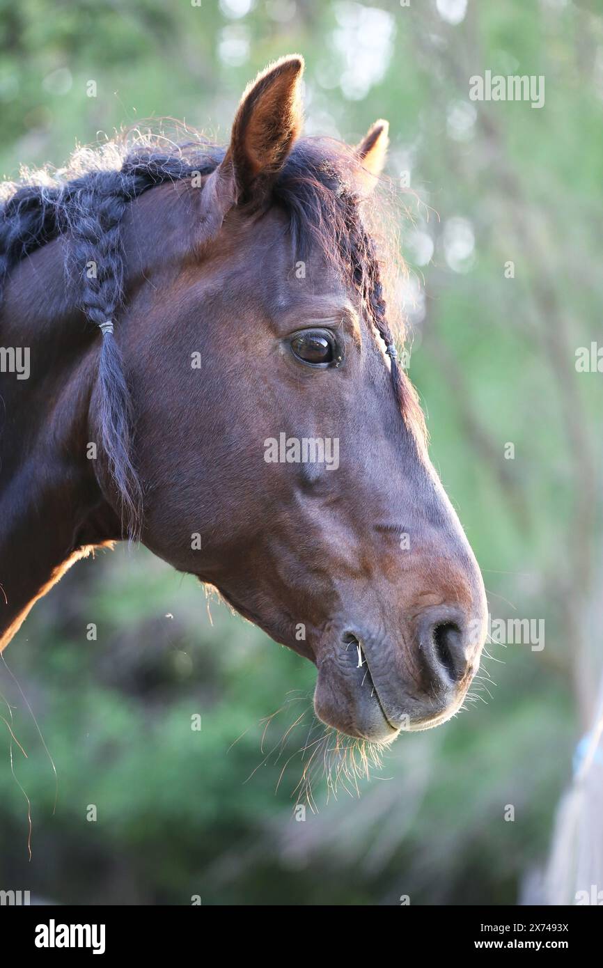 Bellissimo giovane cavallo in posa presso una fattoria equestre rurale. Ritratto di un cavallo di razza pura in corral Outdoors. Primo piano estremo di un cavallo domestico di razza pura. Foto Stock