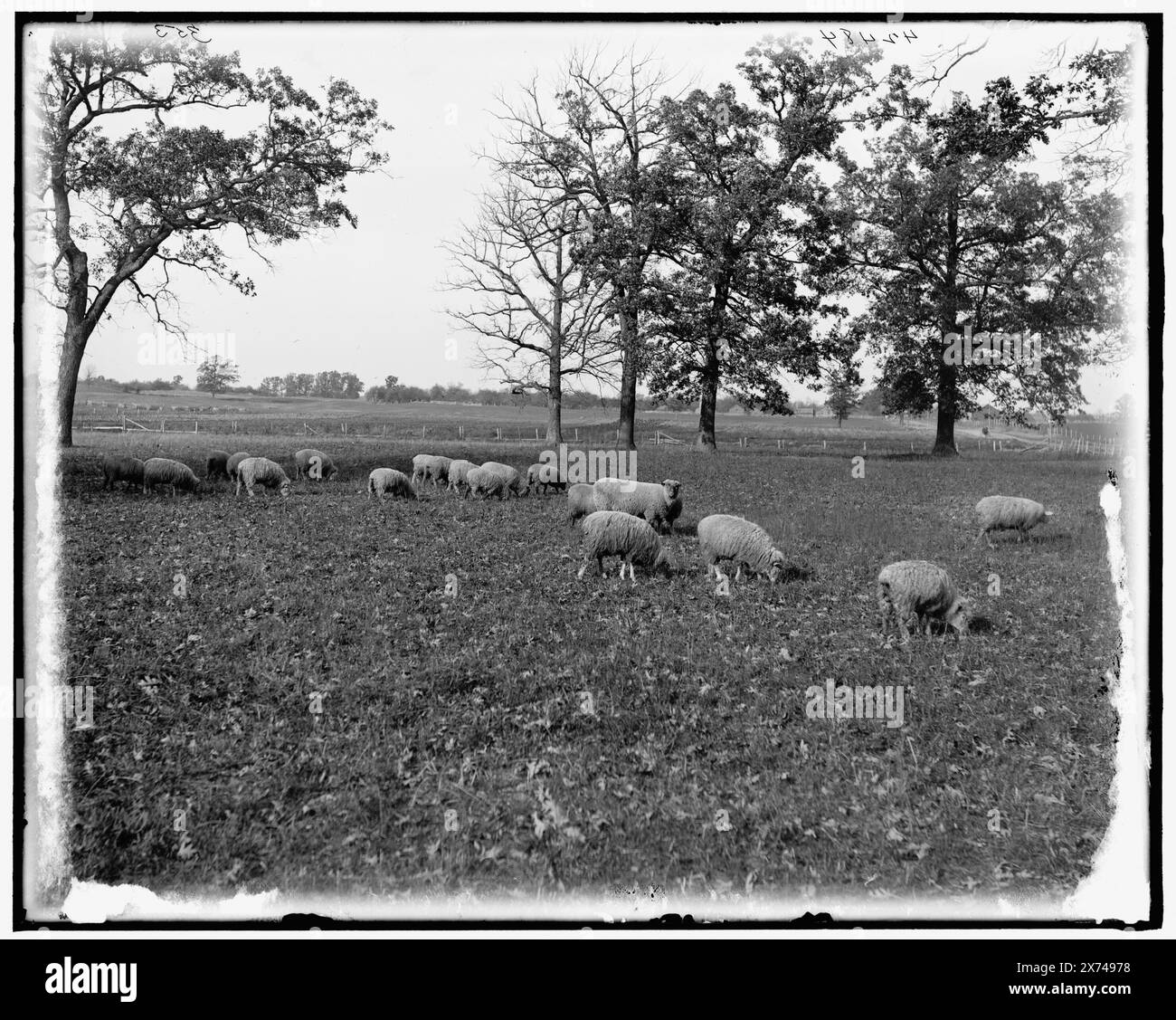 Leicestershire Sheep, Title from jacket., '353' on negative., Detroit Publishing Co. No 42484., Gift; State Historical Society of Colorado; 1949, Sheep. , Fattorie. Foto Stock