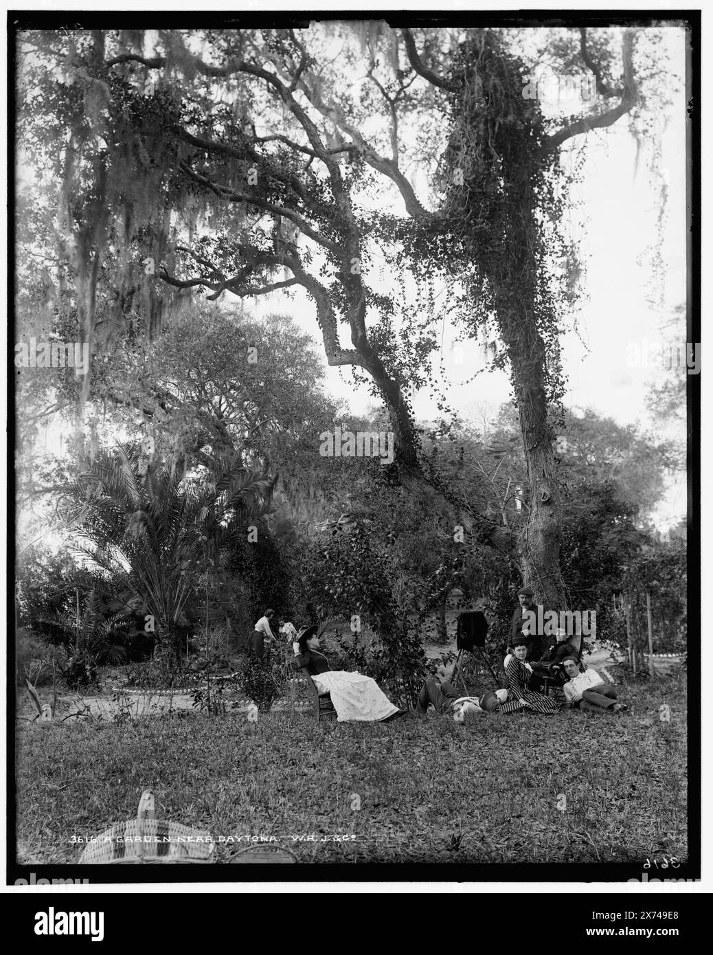 Garden Near Daytona, A, 'W.H.J. & Co.' su negative., Detroit Publishing Co. No 3616., Gift; State Historical Society of Colorado; 1949, Gardens. , Stati Uniti, Florida, Daytona Beach. Foto Stock