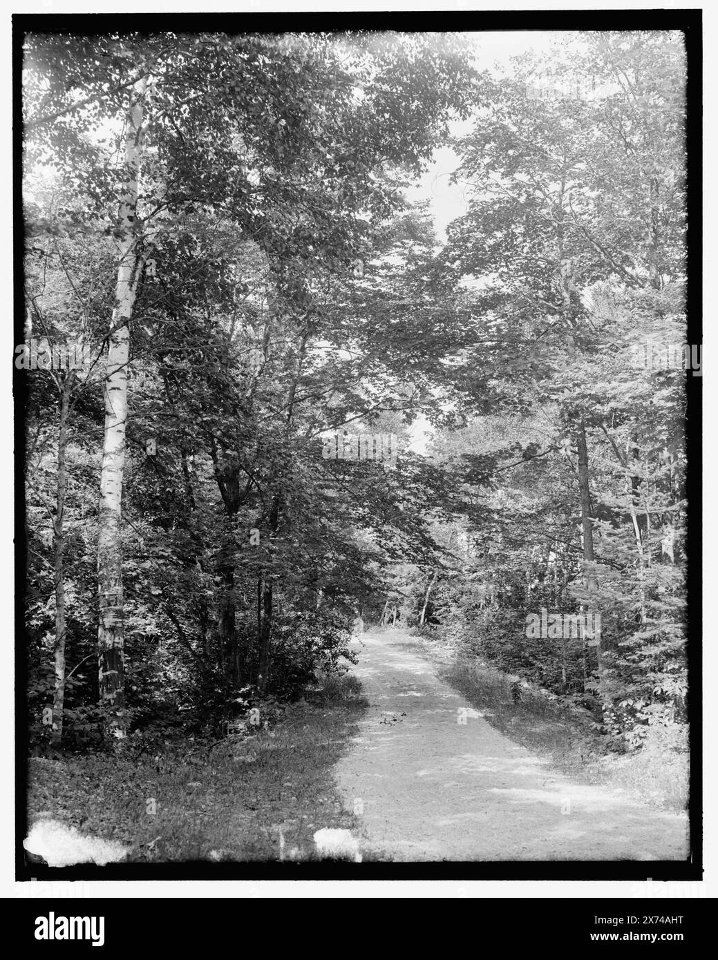 Leslie Drive, Mackinac Island, Mich., Title from jacket., 'G 4468' on negative., Detroit Publishing Co. N. 036366., Gift; State Historical Society of Colorado; 1949, Trees. , Strade. , Stati Uniti, Michigan, Isola di Mackinac (Isola) Foto Stock