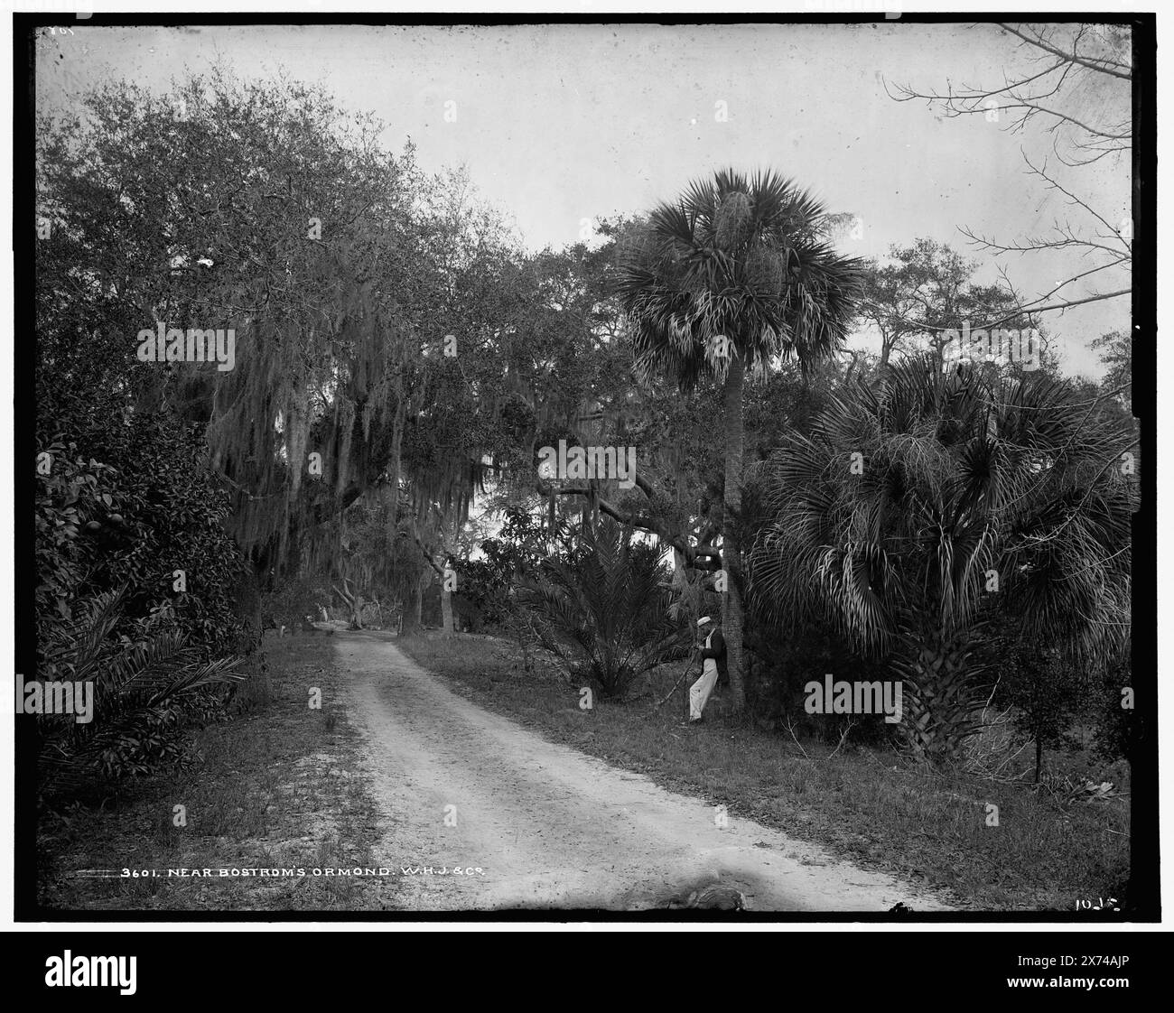 Vicino a Bostrom's, Ormond, 'W.H.J. & Co.' su negative., Detroit Publishing Co. No 3601., Gift; State Historical Society of Colorado; 1949., heading(s) in 610 Field(s) UnVerified, Bostrom's (Ormond Beach, Flag.) , Roads. , Stati Uniti, Florida, Ormond Beach. Foto Stock