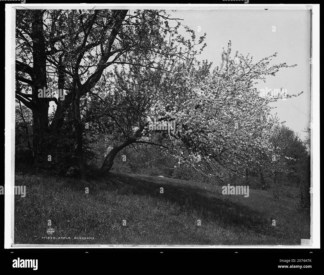 Apple Blossoms, Date based on Detroit, Catalogue P (1906)., Detroit Publishing Co. N. 017595., Gift; State Historical Society of Colorado; 1949, Apple Trees. , Fiori. Foto Stock