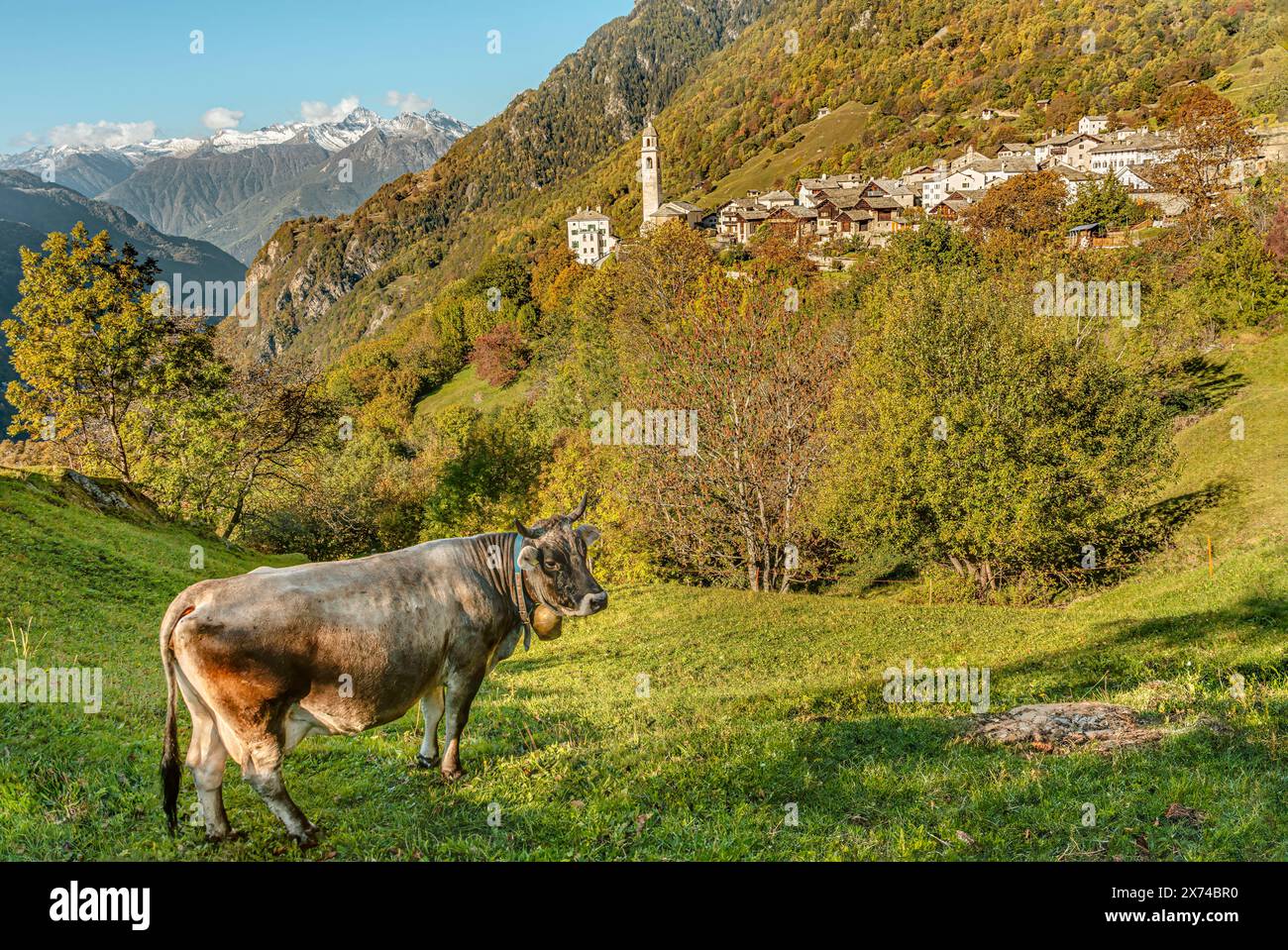 Vacca svizzera nel pascolo vicino a Soglio in Val di Bregaglia in autunno Grigioni, Svizzera Foto Stock