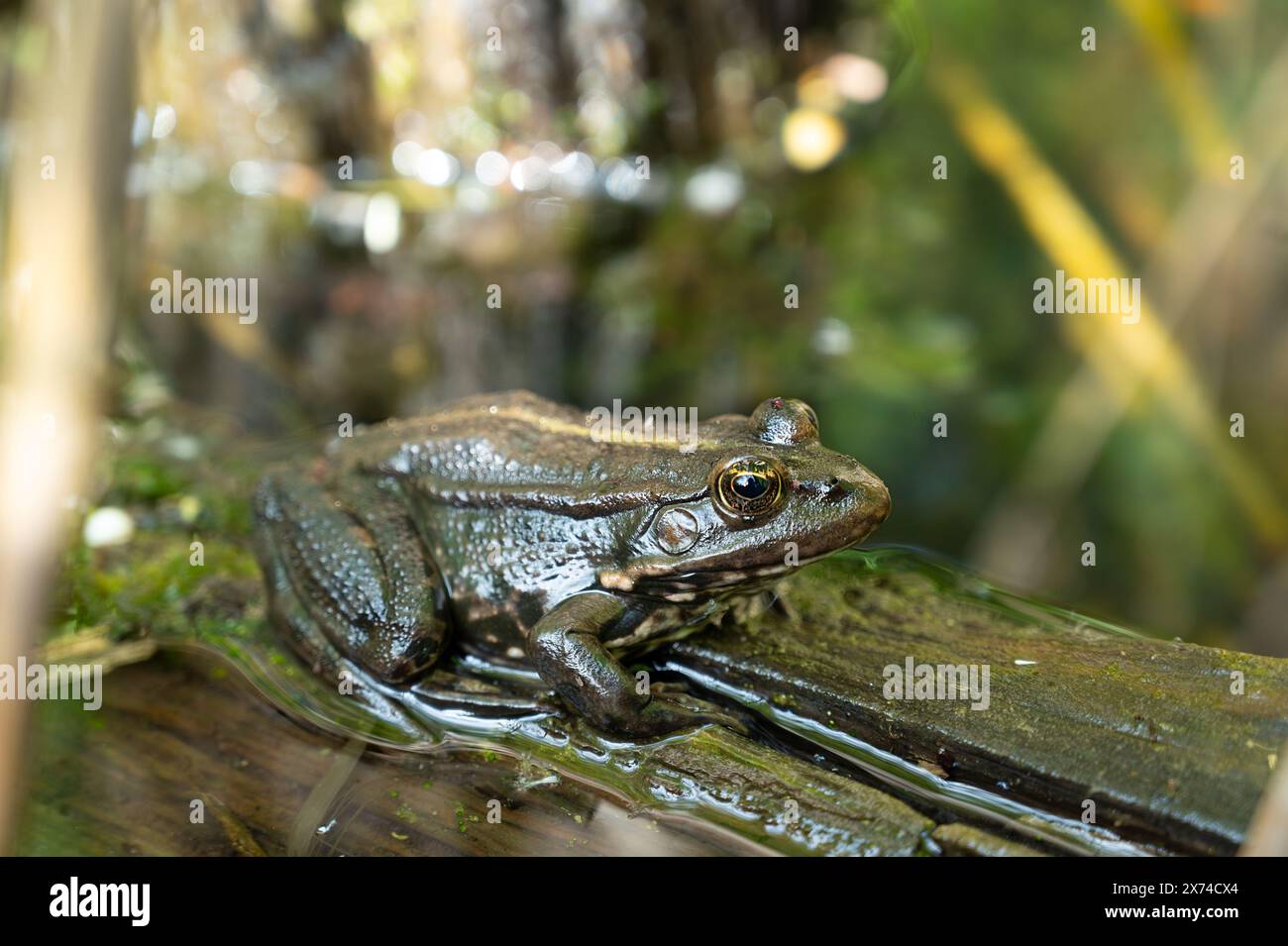 Rospo AGA, bufo marinus seduto su un albero di tronchi, anfibio abitante nel sistema ecologico delle paludi, Haff Reimech Foto Stock