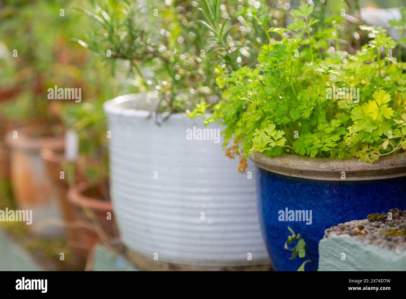 Varietà di vasi di argilla su una parete del giardino con una pianta di prezzemolo Foto Stock