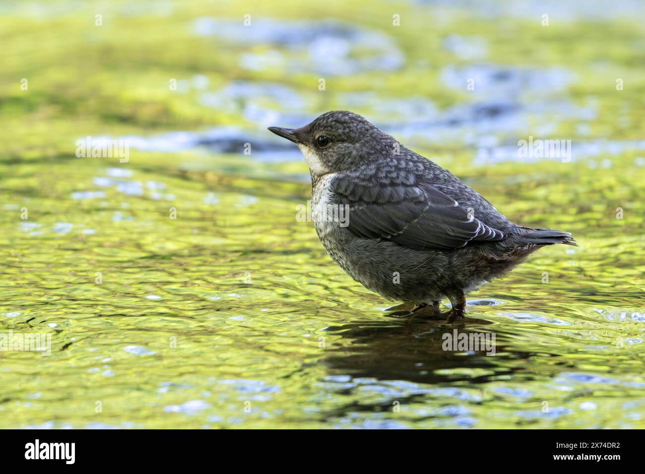 Cucchiaia dalla gola bianca / cucchiaia dell'Europa centrale (Cinclus cinclus aquaticus) foraggio giovanile nel torrente / fiume in primavera Foto Stock